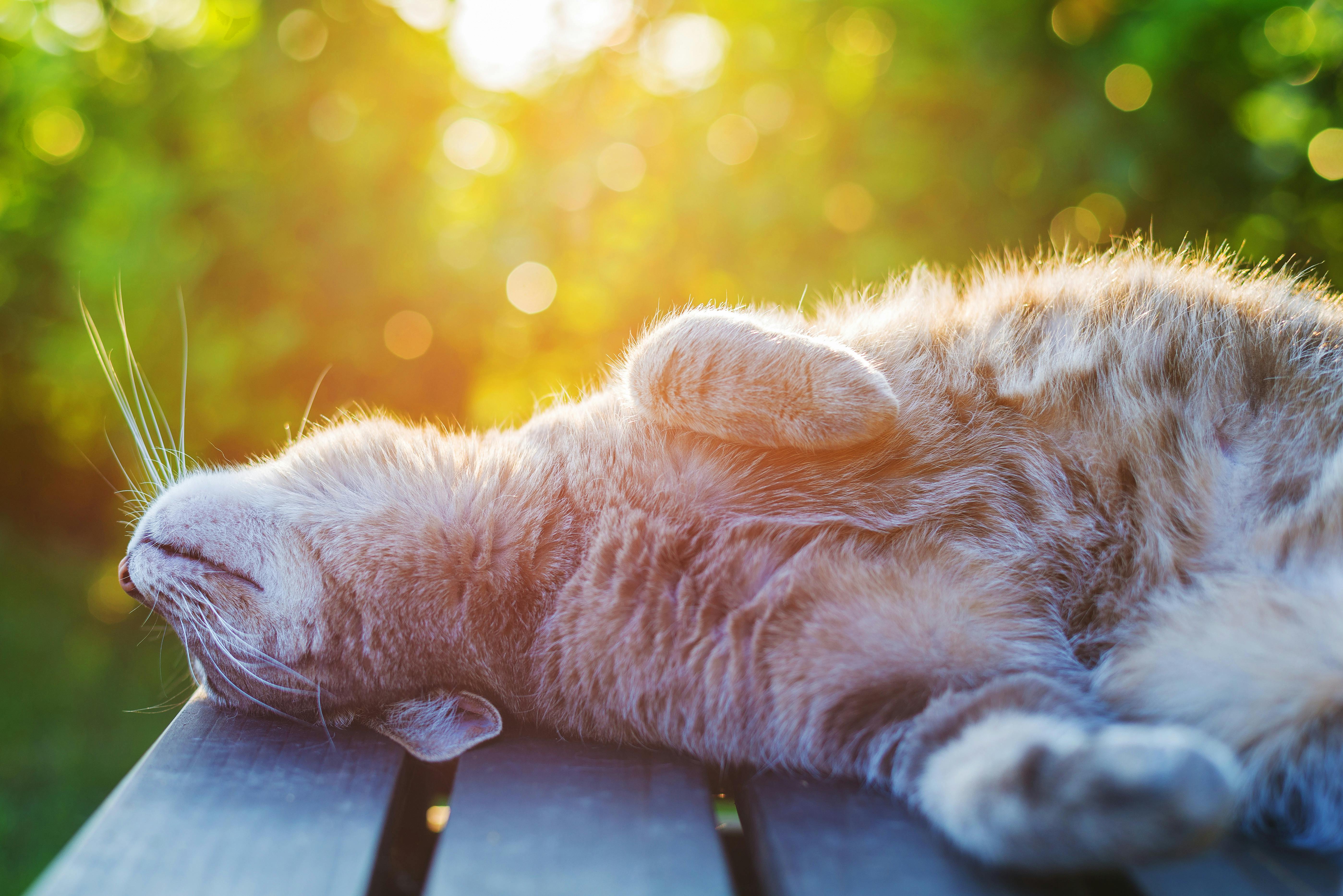 Теплое солнечное утро. Кошка на солнышке. Кот на солнце. Солнечное утро котик. Котик на солнышке.