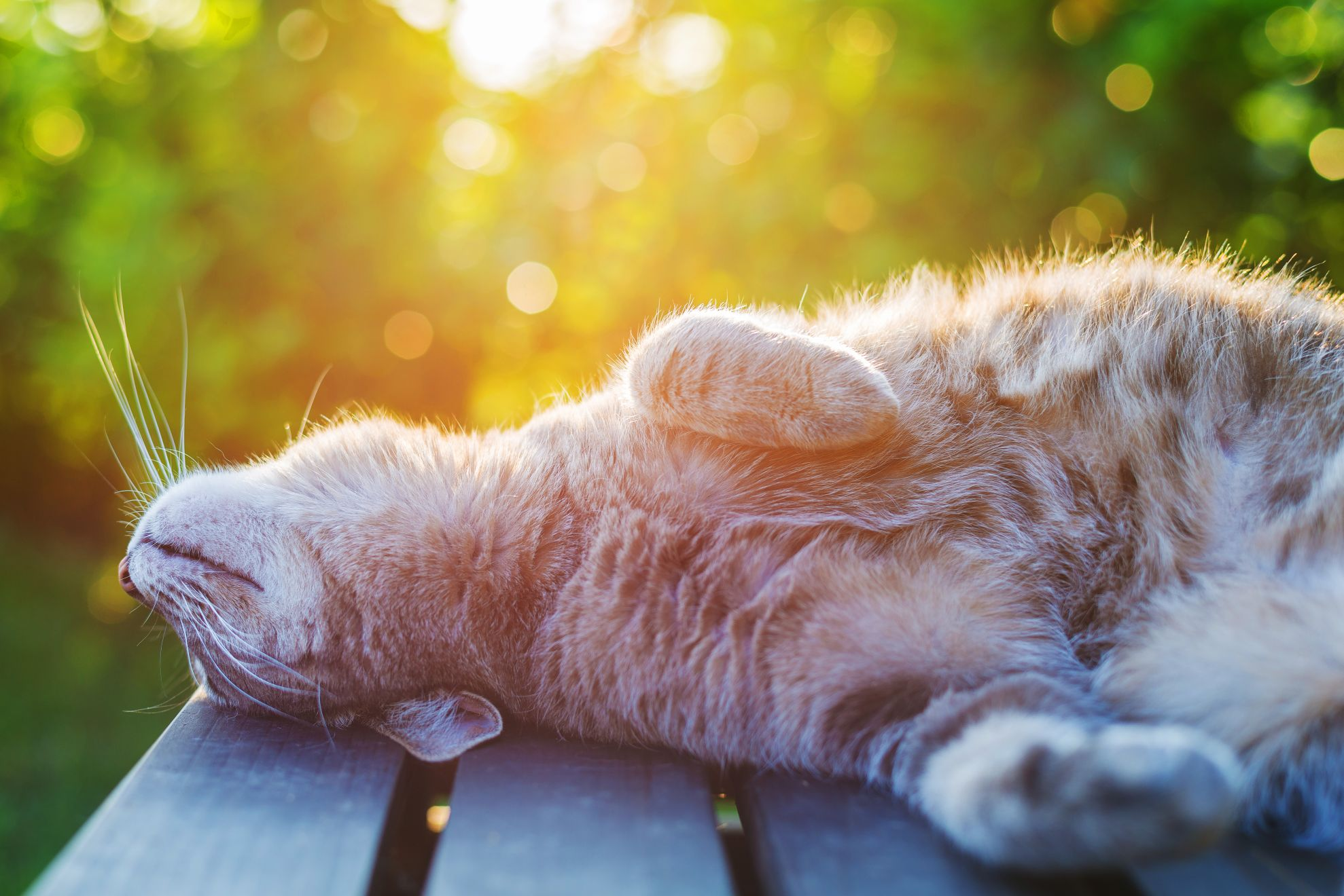 cat sunbathing