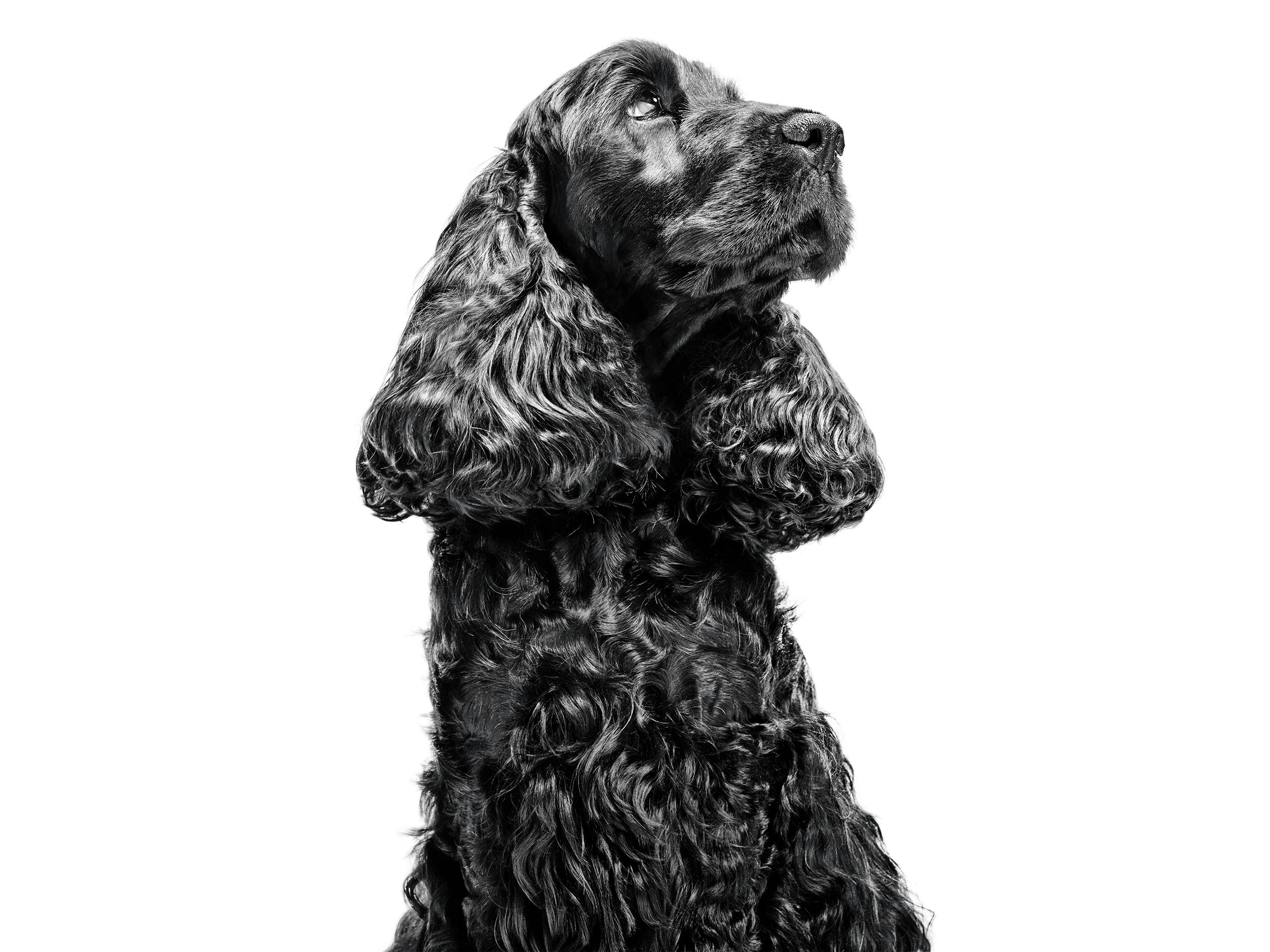 English Cocker Spaniel Royal Canin
