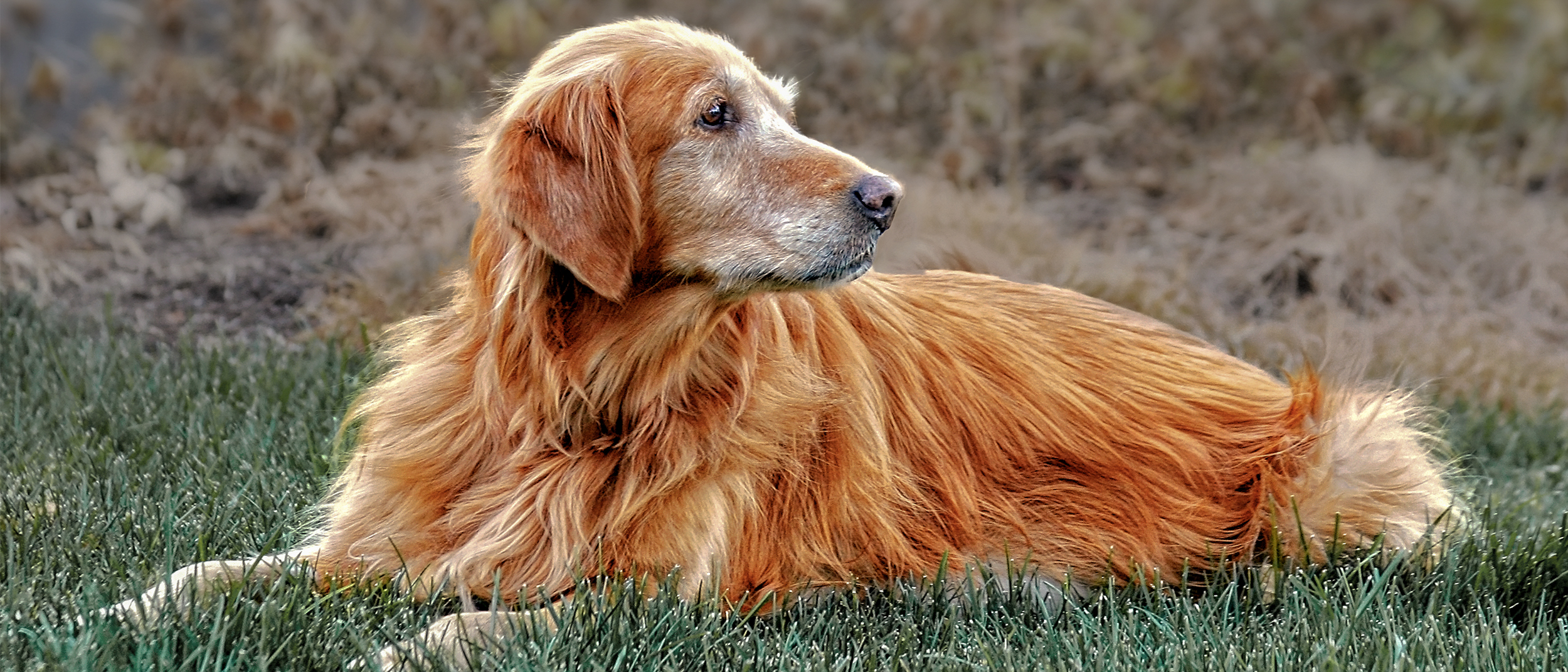 Golden Retriever de edad avanzada acostado en un jardín.