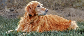 Ageing Golden Retriever lying down in a garden.