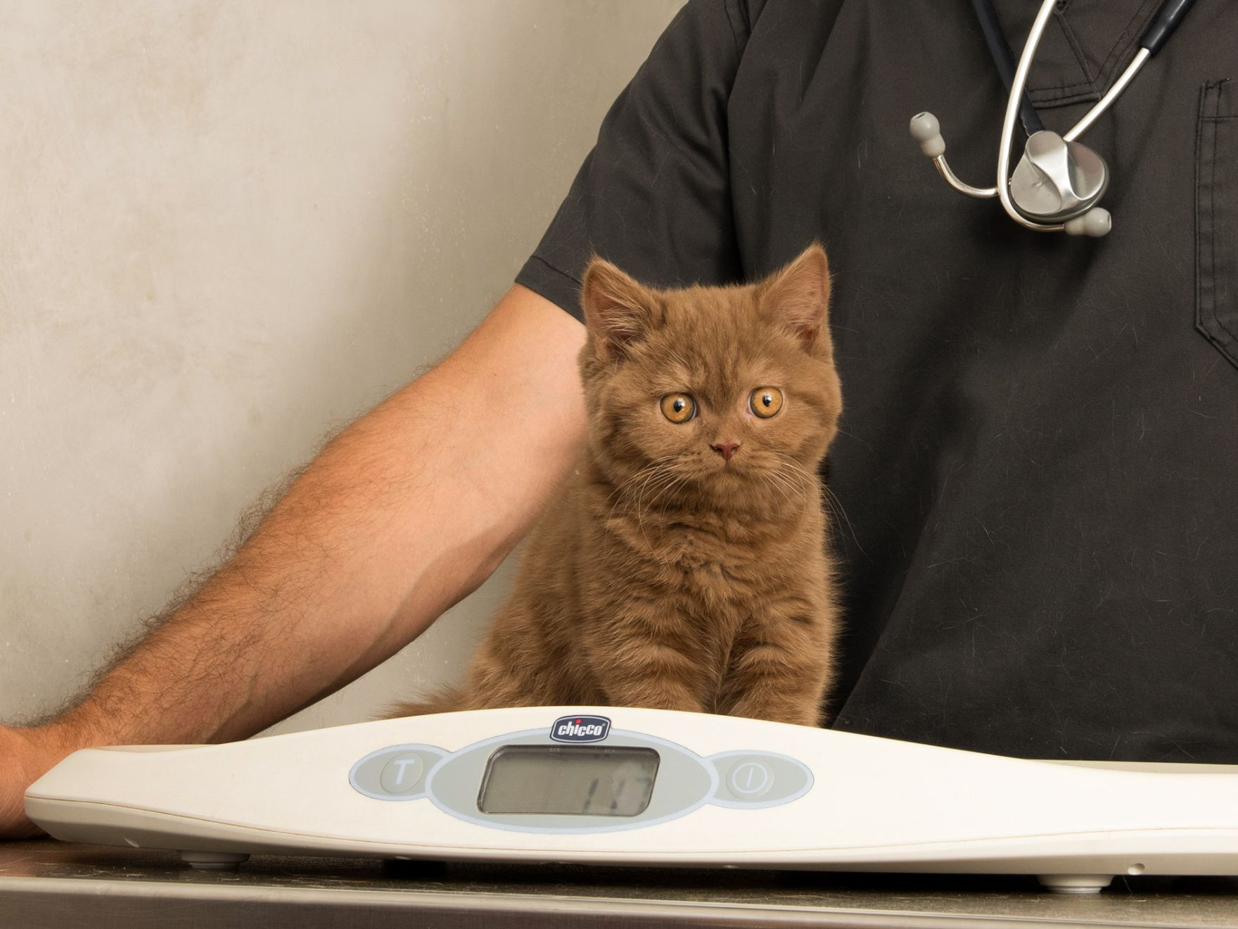 Kitten sat on weighing scales in a vet practice