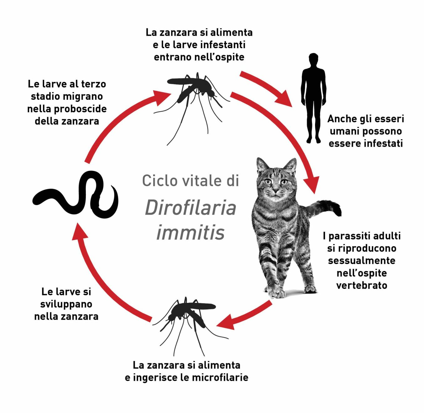 Ciclo vitale di Dirofilaria immitis