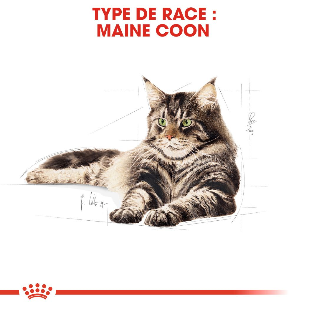 Maine Coon Bouchées Spécial