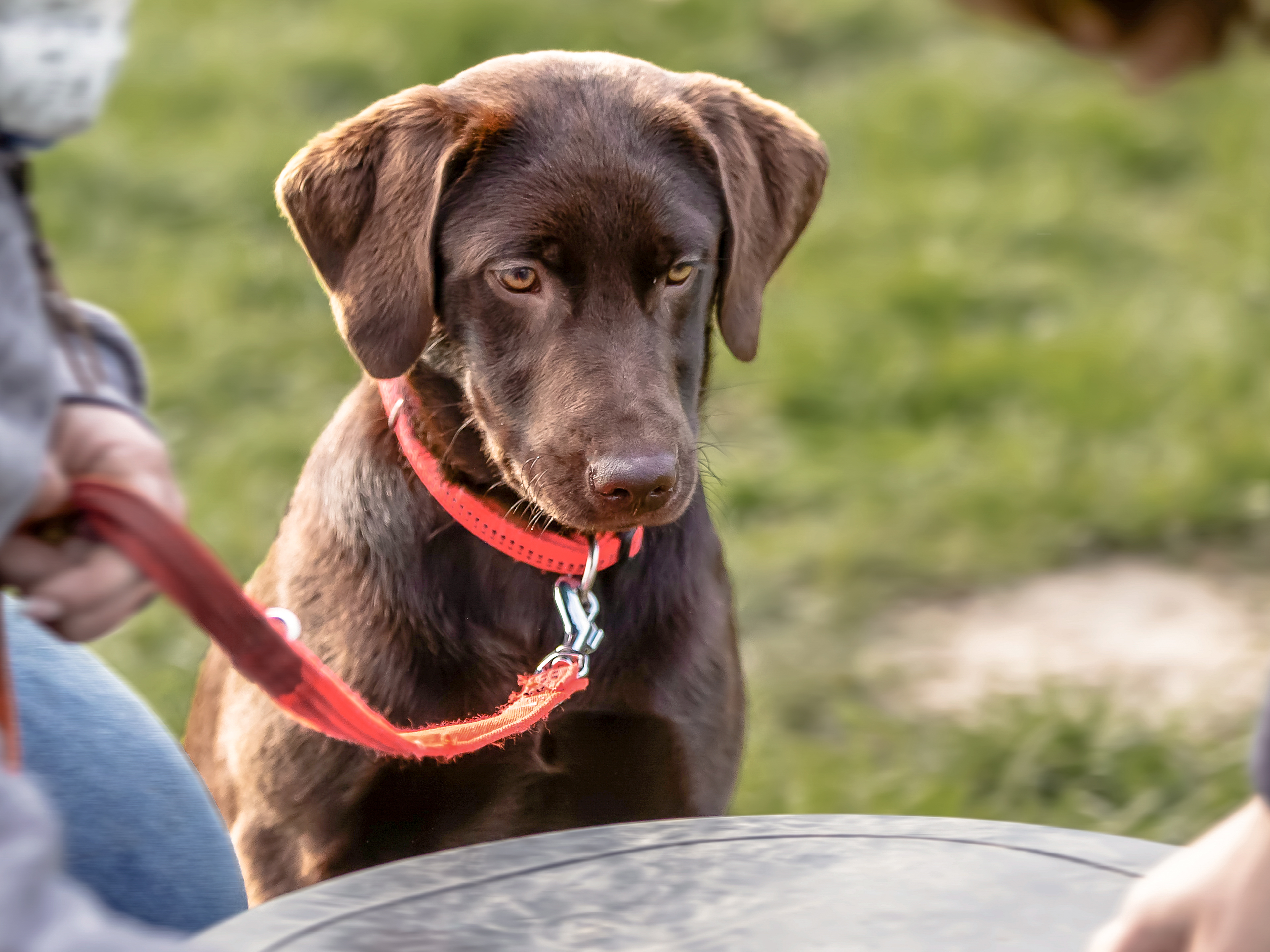 Brown Labrador puppy standing outside in a garden with owners