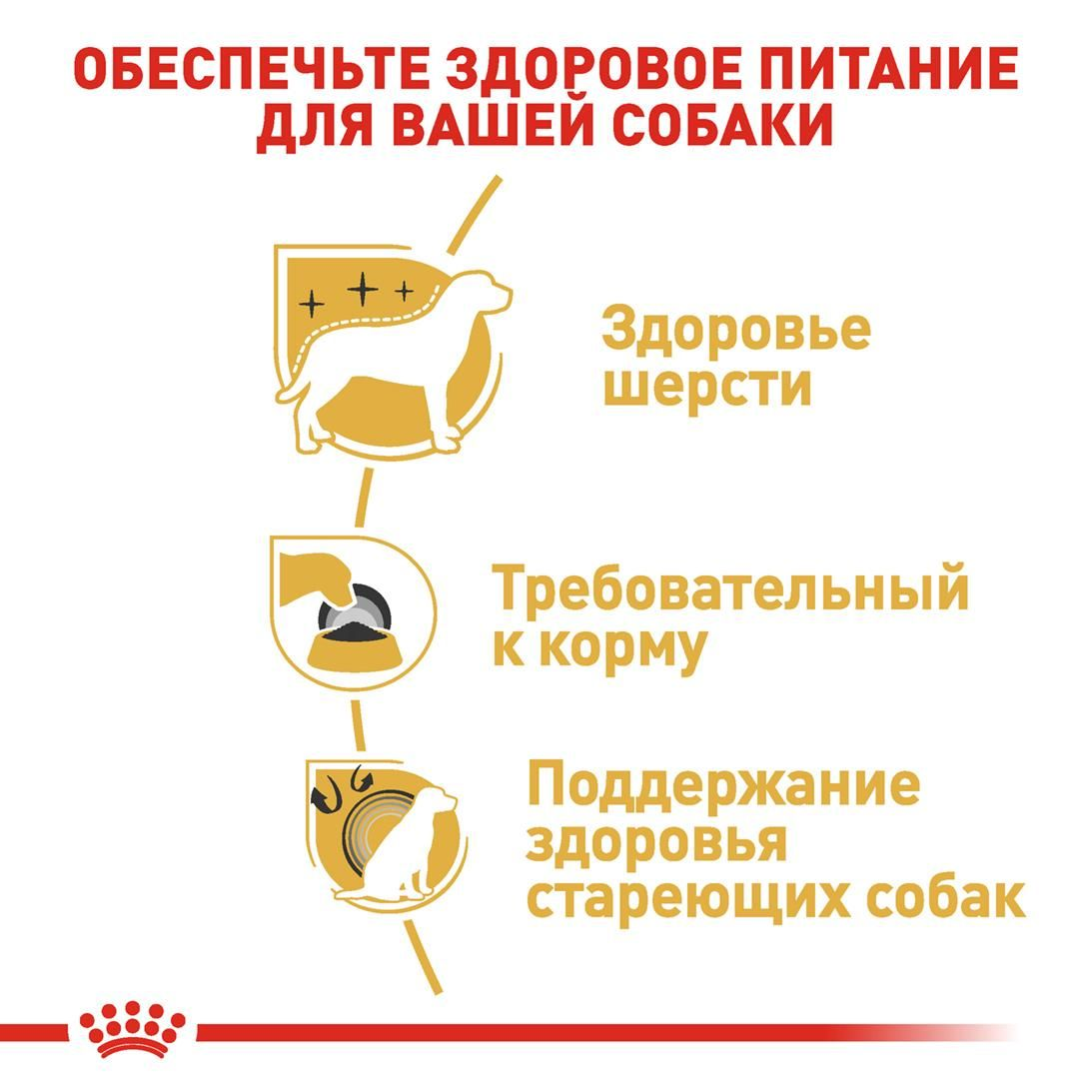 YorkshireTerrier Adult