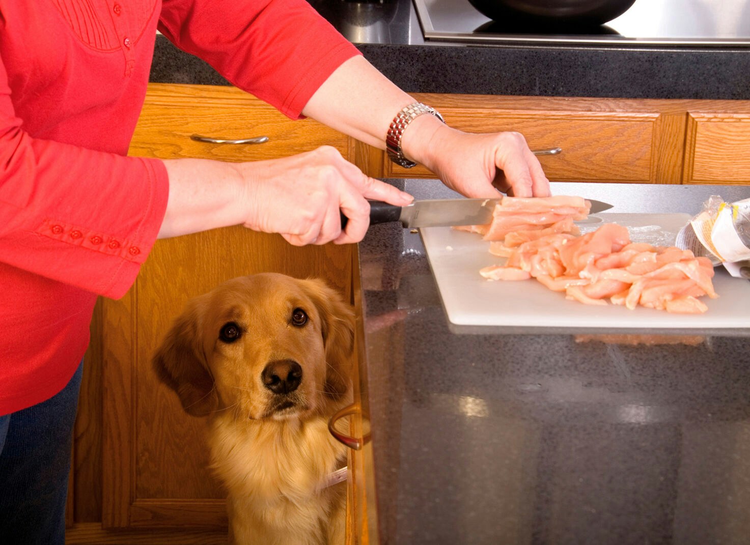 Ein großes Problem bei BARF-Ernährung von Hunden und Katzen ist die mögliche Gefährdung der Gesundheit des Menschen beim Umgang mit rohem Fleisch.