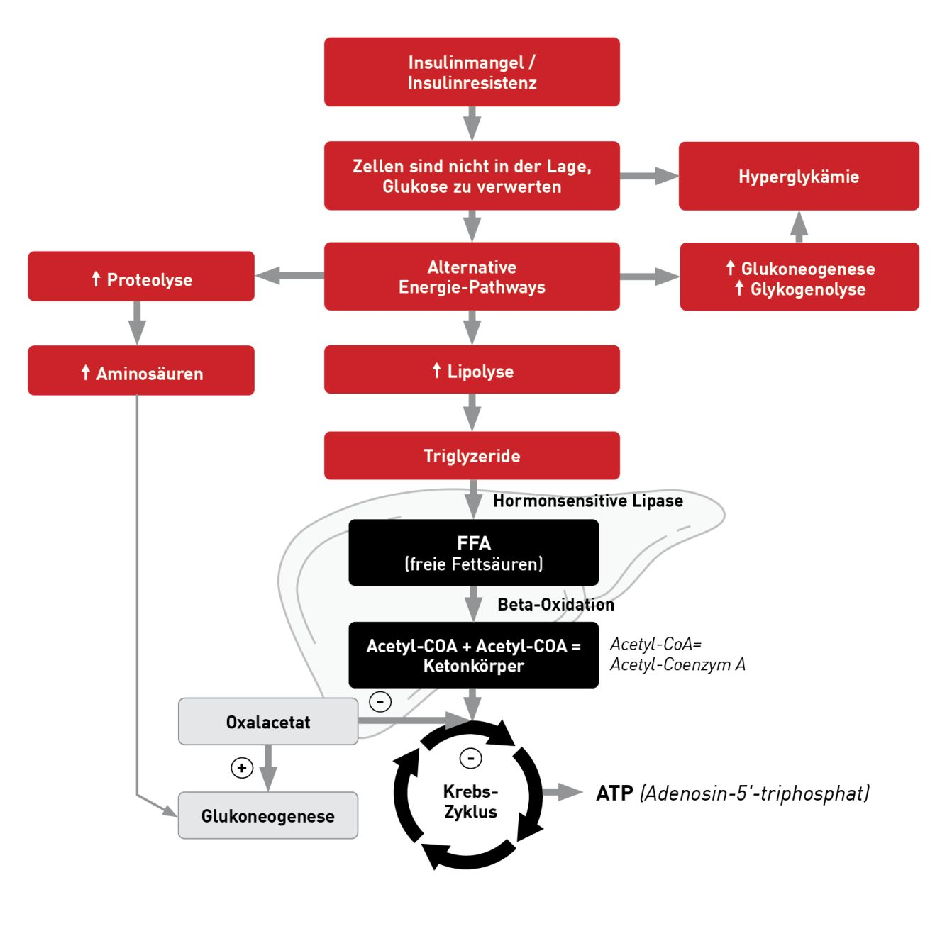 Die metabolischen Pathways bei DKA 