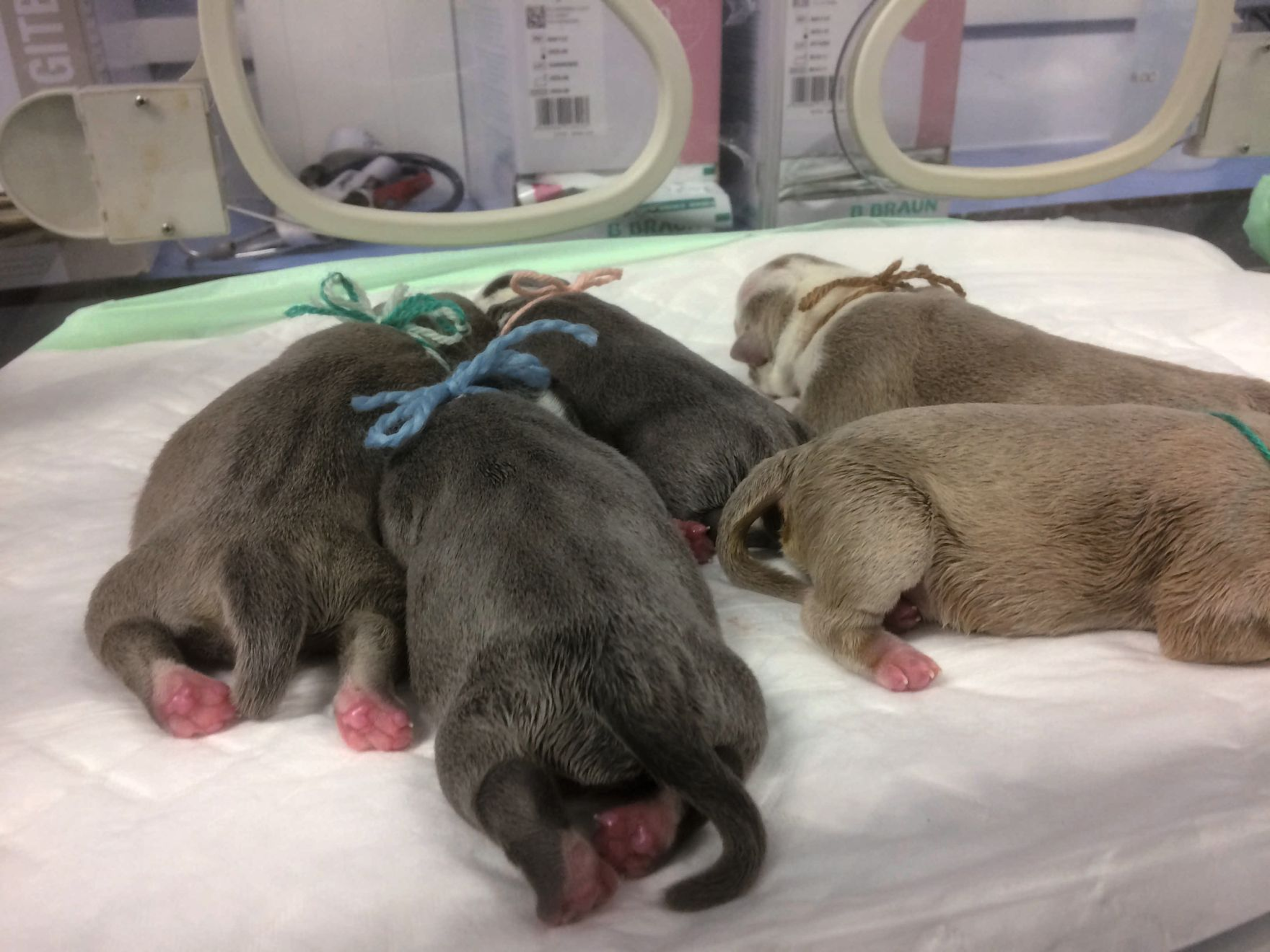 Hospitalized puppies should be kept in a dedicated incubator