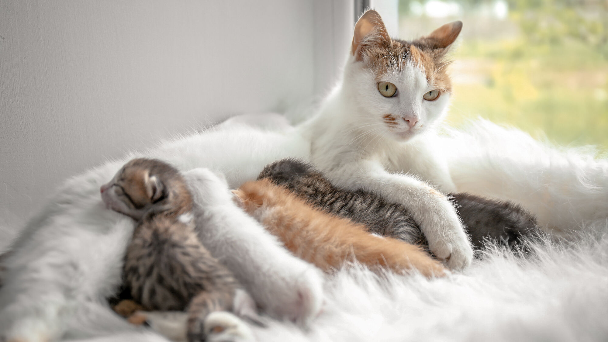 om een nest kittens op te voeden ze te herplaatsen ...