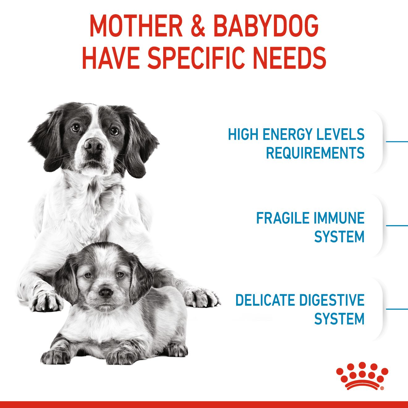 Medium Mother & Babydog Starter