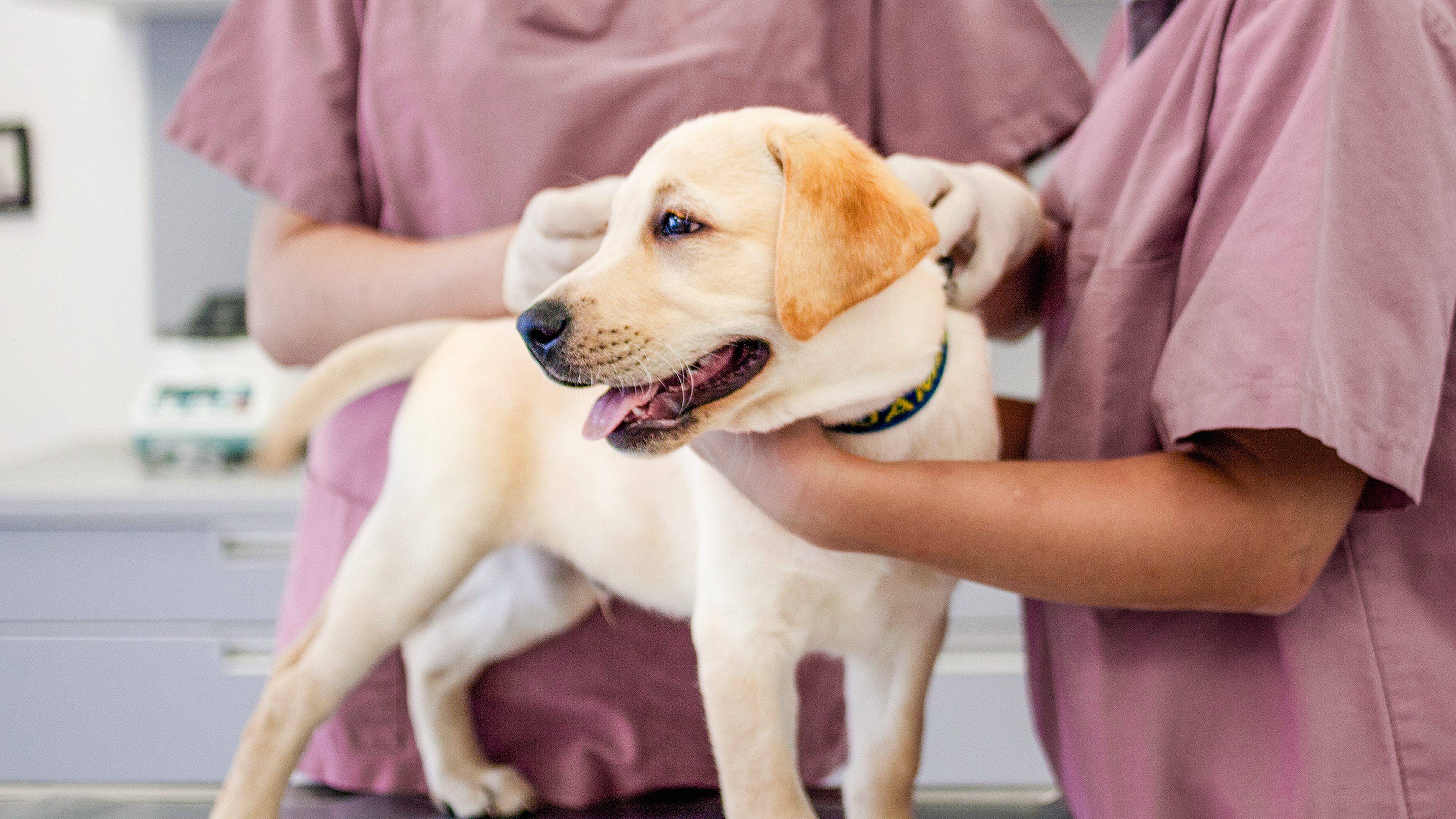 Labrador Retriever puppy standing on a table being examined by two vets