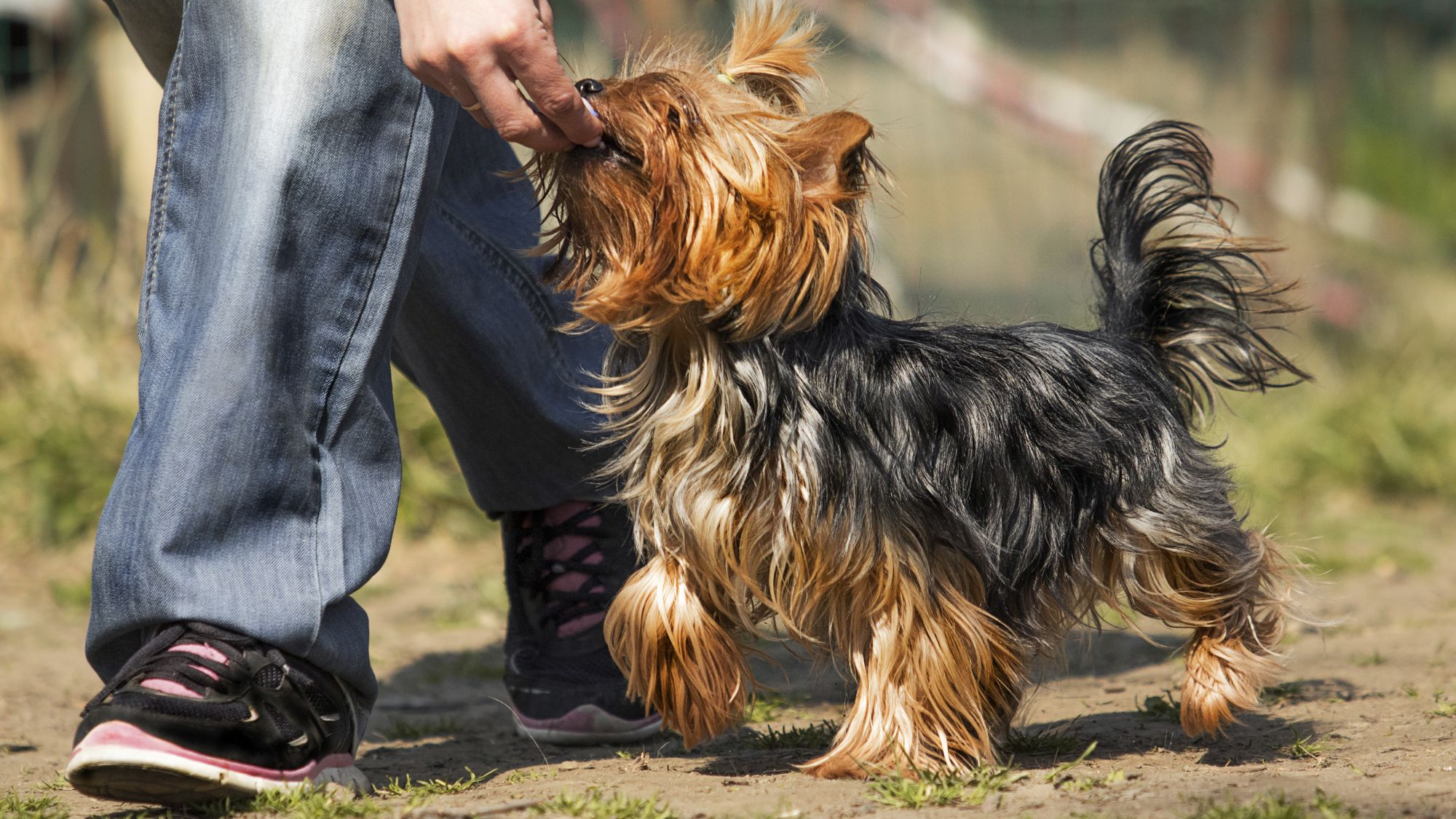 Yorkshire Terrier being given a treat whilst on a walk