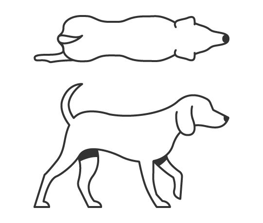 Dog body condition score 4