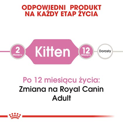 RC-FHN-Kitten-CV1_003_POLAND-POLISH