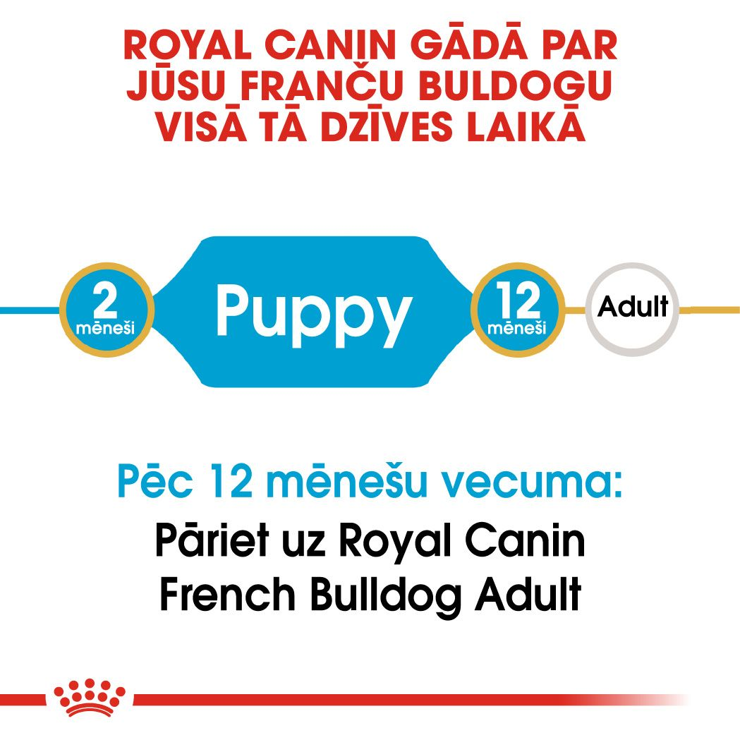 French Bulldog Puppy