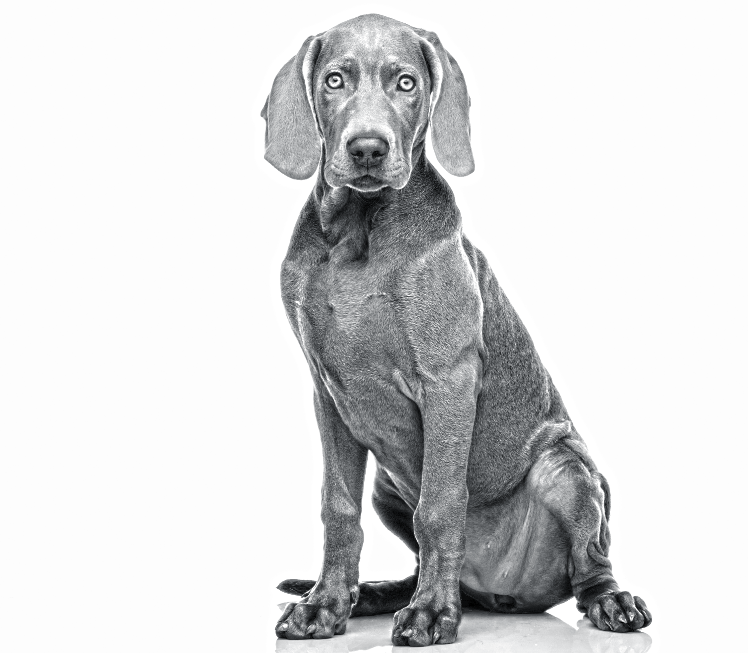 Royal shop canin weimaraner