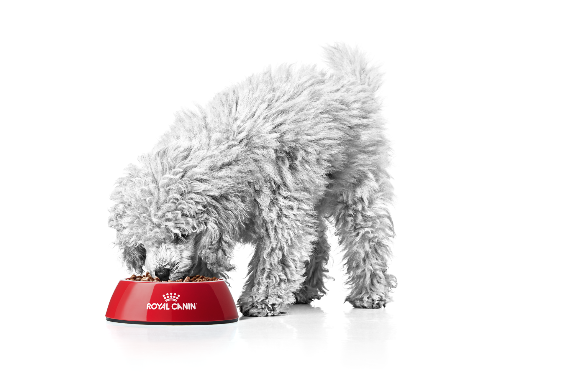 toy poodle puppy