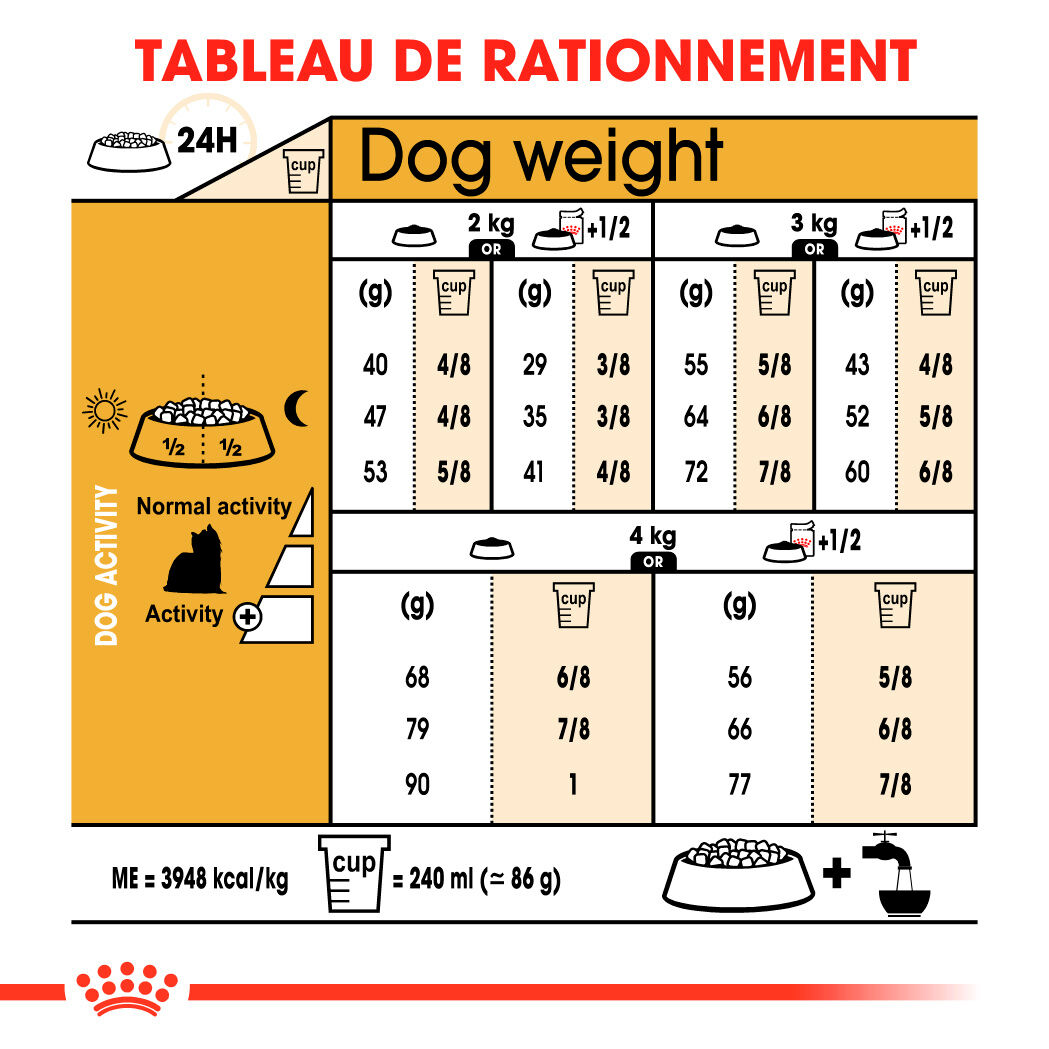 Yorkshire Terrier Adult