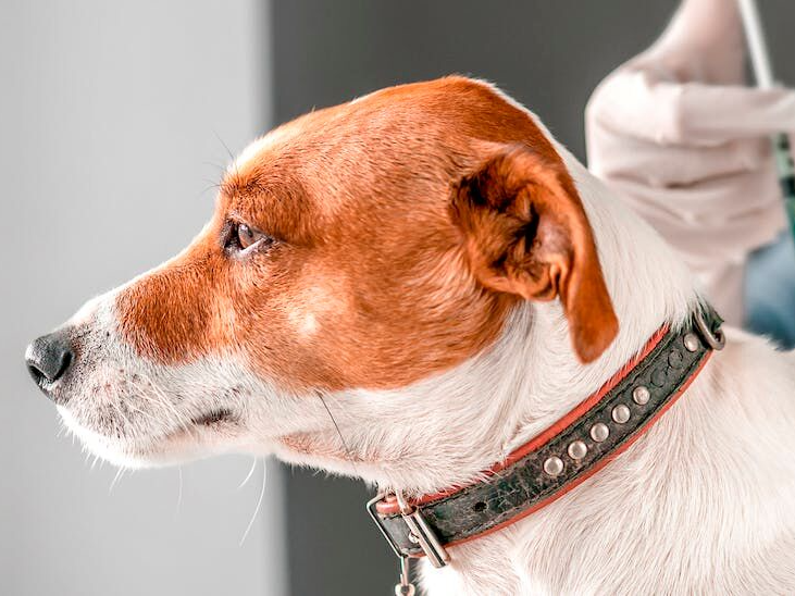 獣医師から予防接種を受ける犬