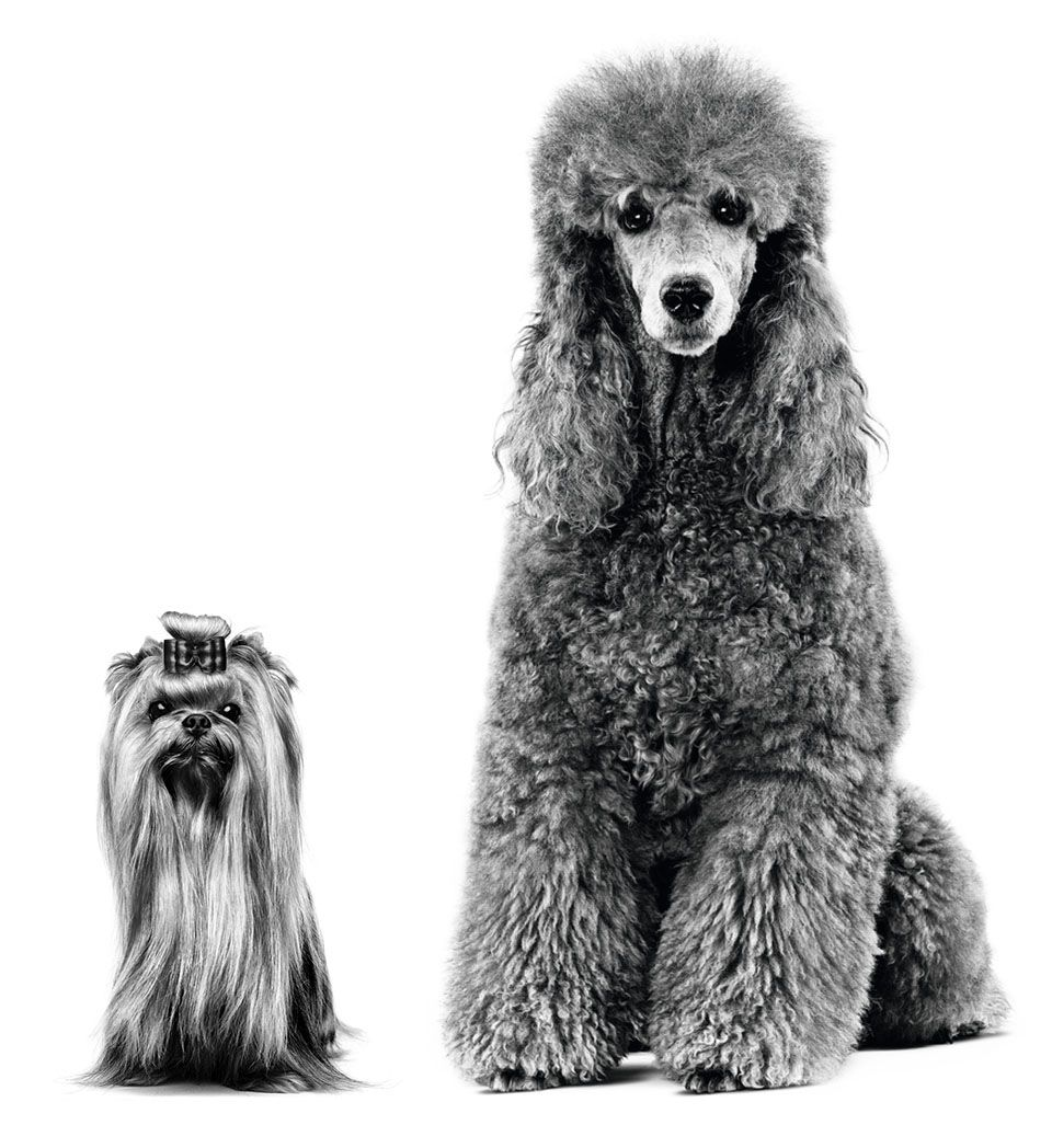 Ausgewachsene Pudel und Yorkshire Terrier sitzen in Schwarzweiß vor weißem Hintergrund