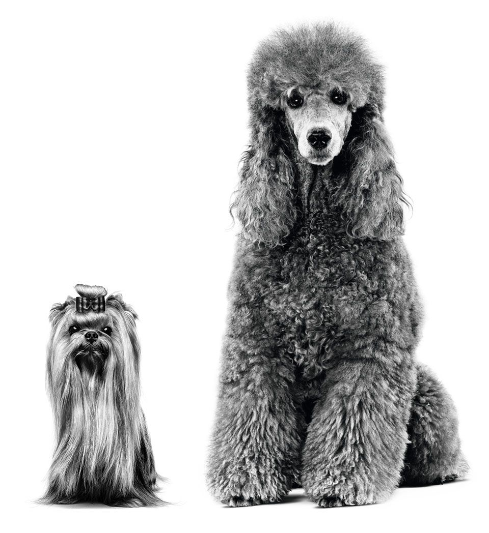 Poodle and Yorkshire Terrier adults sitting in black and white on a white background