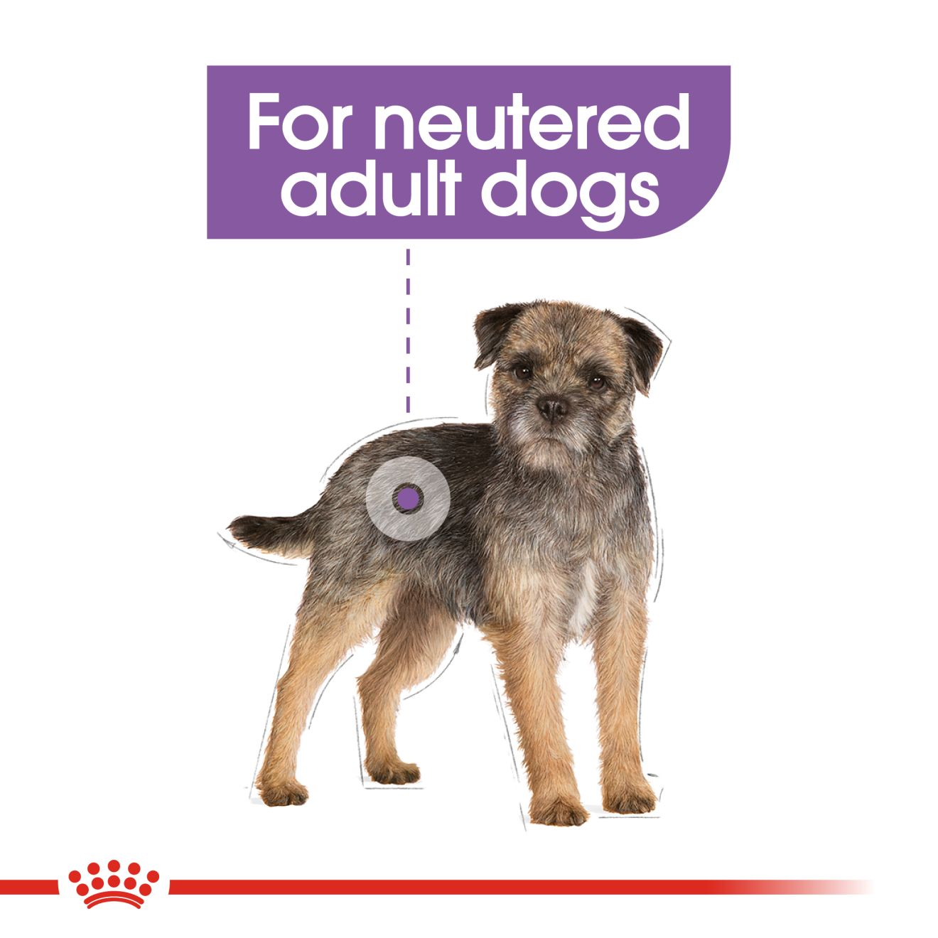 Neutered small dog outlet under 10kg