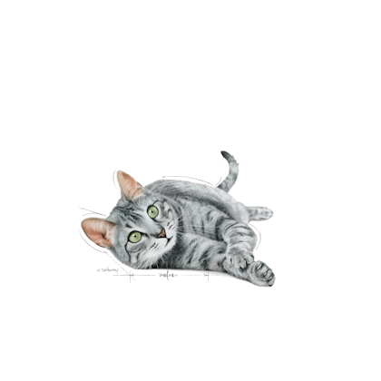 FHNW20 - INDOOR 7+ STER-ILLUSTR-B1