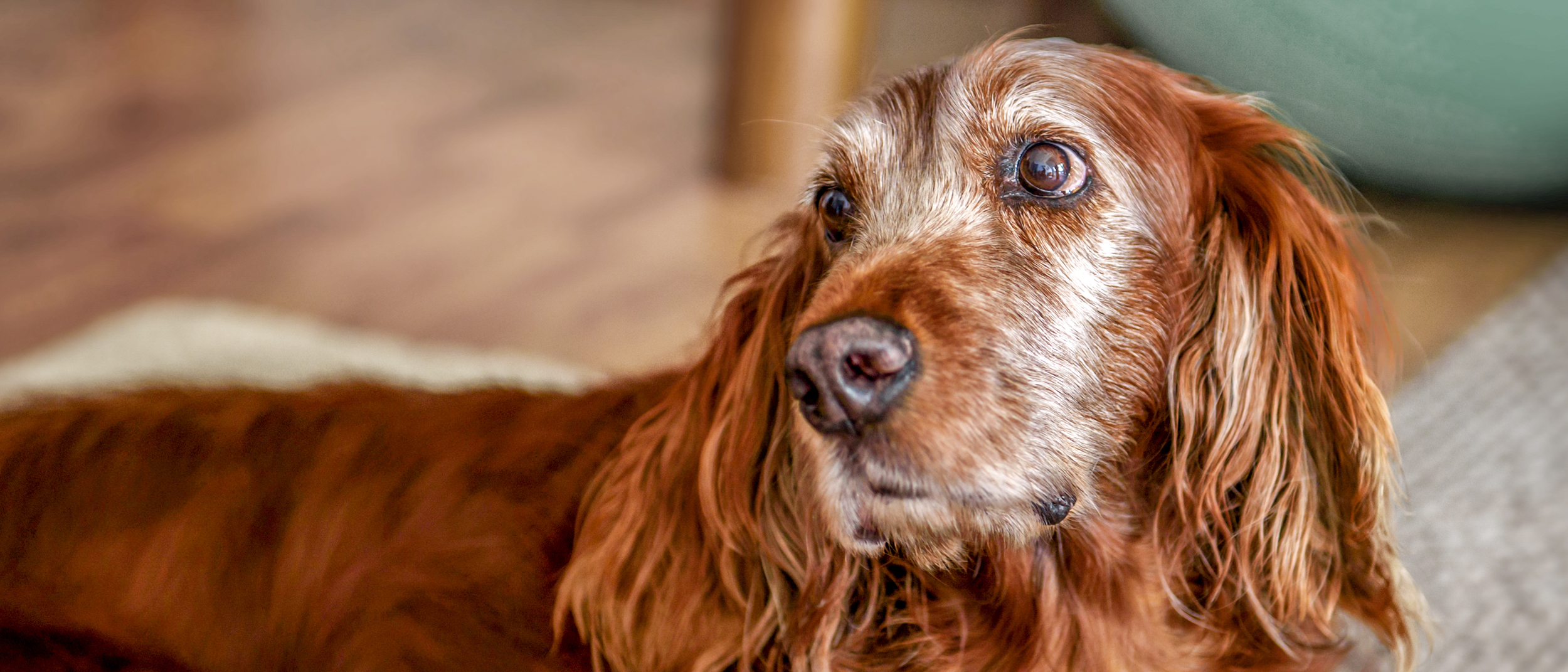 Aging Irish Setter lying down indoors.