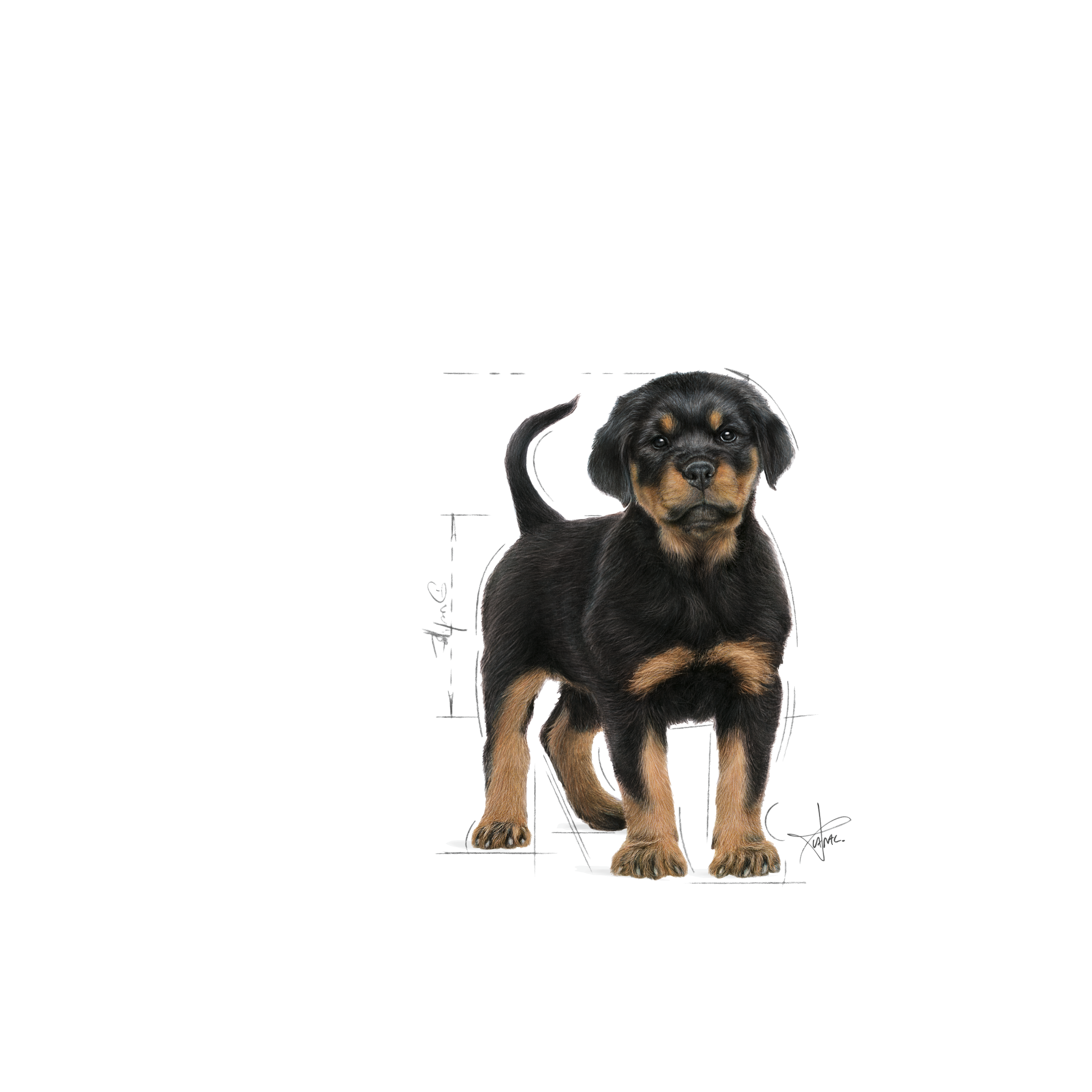 อาหารลูกสุนัข พันธุ์ร็อตไวเลอร์ ชนิดเม็ด (ROTTWEILER PUPPY)