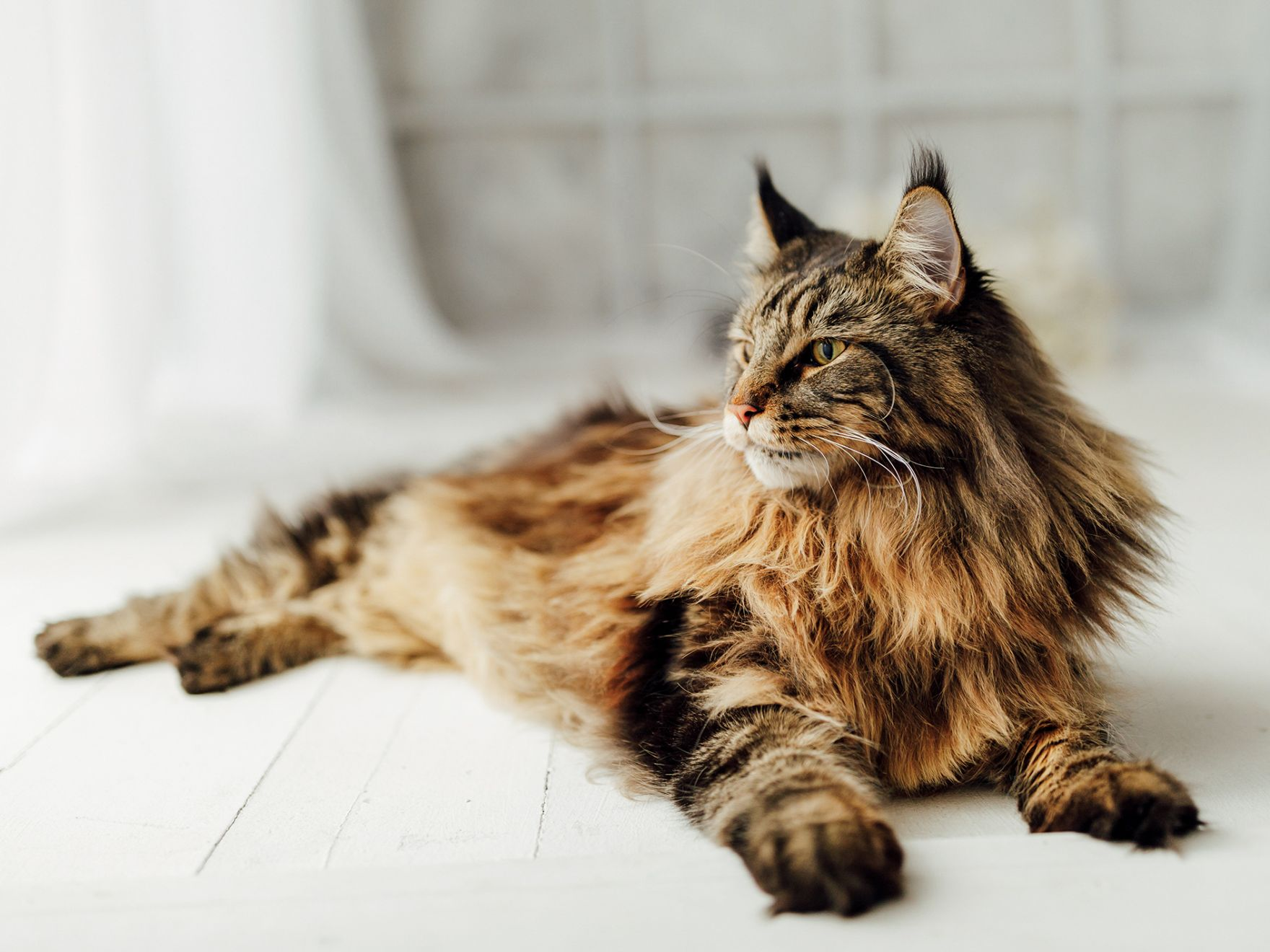 Eine Maine-Coon-Katze liegt in einem Innenraum auf einem Fliesenboden