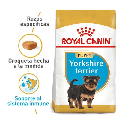 YORKSHIRE PUPPY COLOMBIA 1
