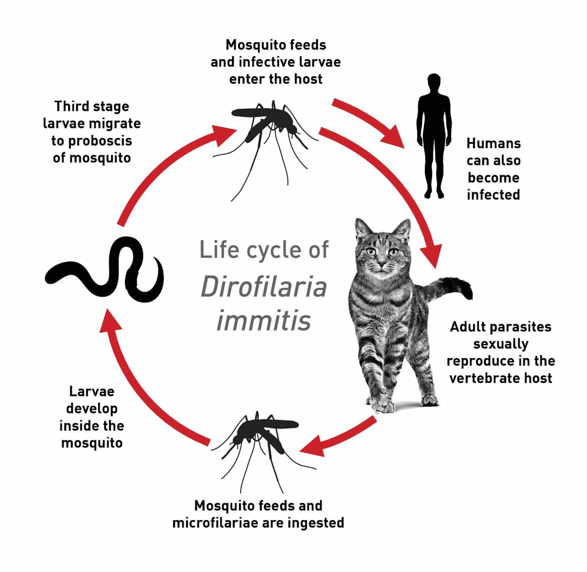 Feline lungworm and heartworm Vet Focus