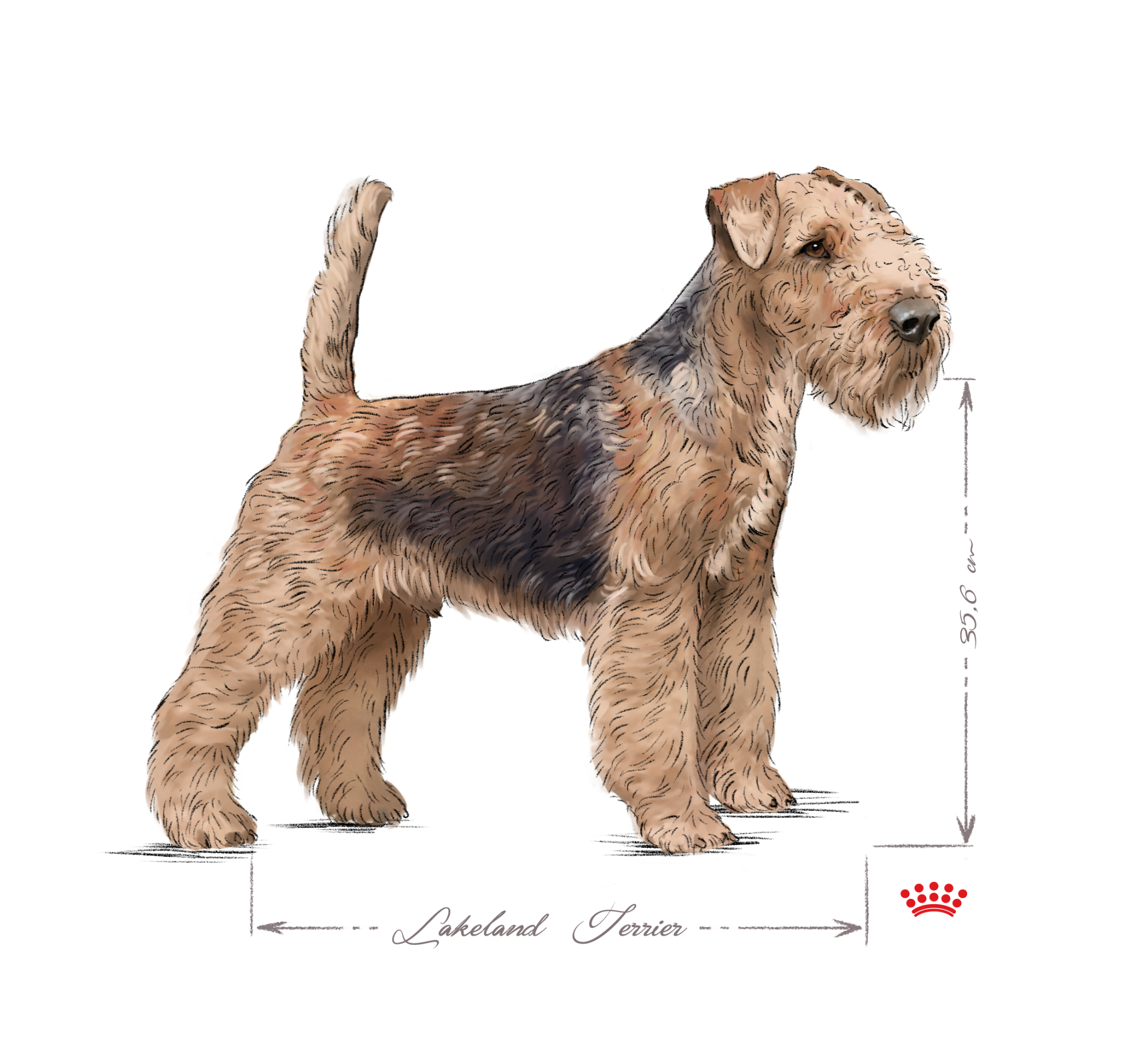 Lakeland Terrier adult black and white