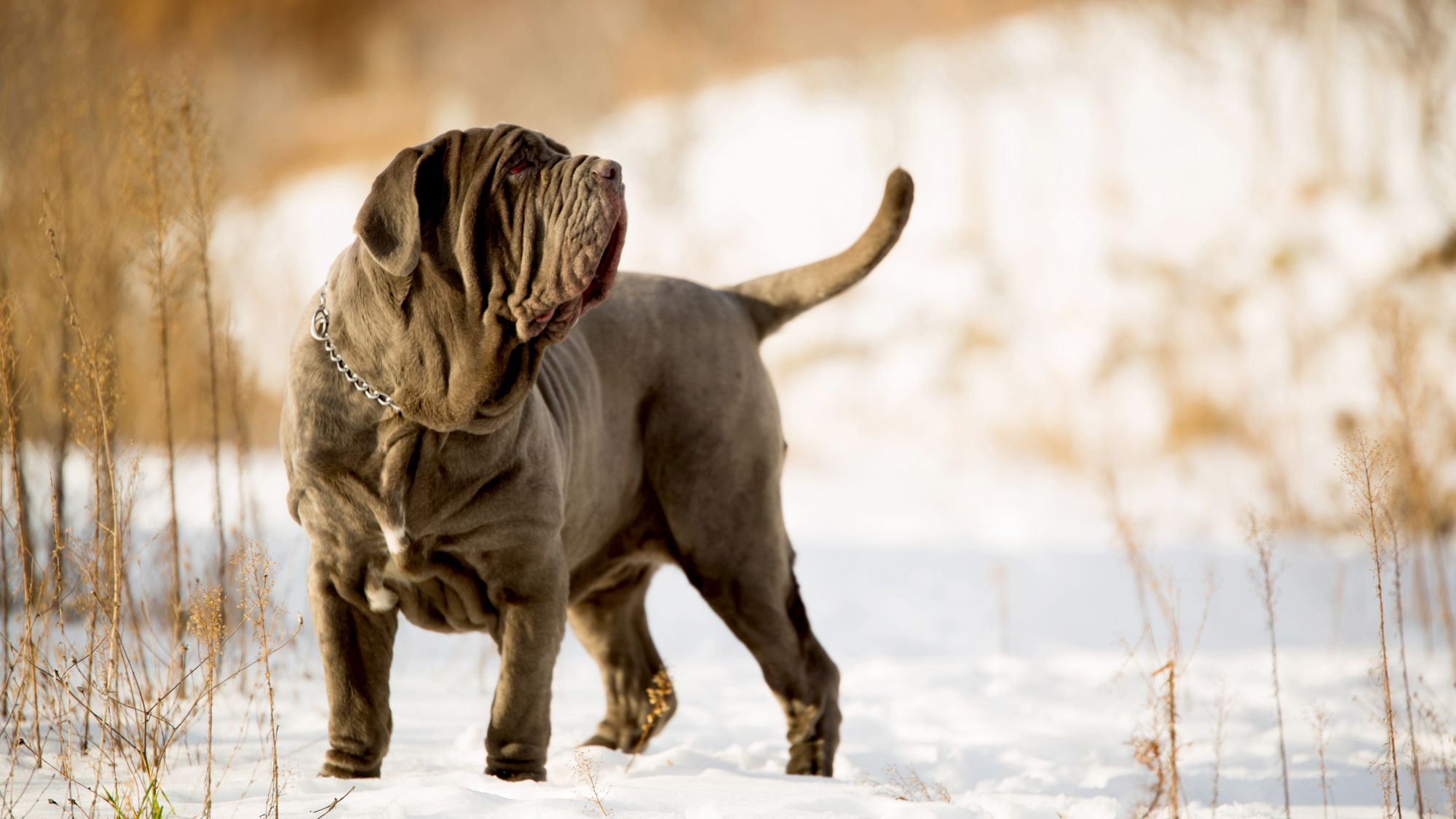 Neapolitan Mastiff standing in snow