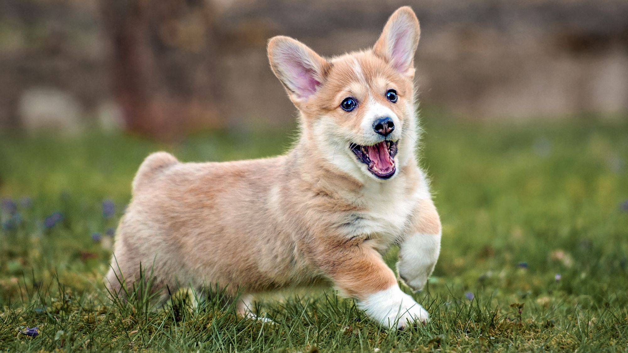 Ein Welsh-Corgi-Pembroke-Welpe läuft über Rasen.