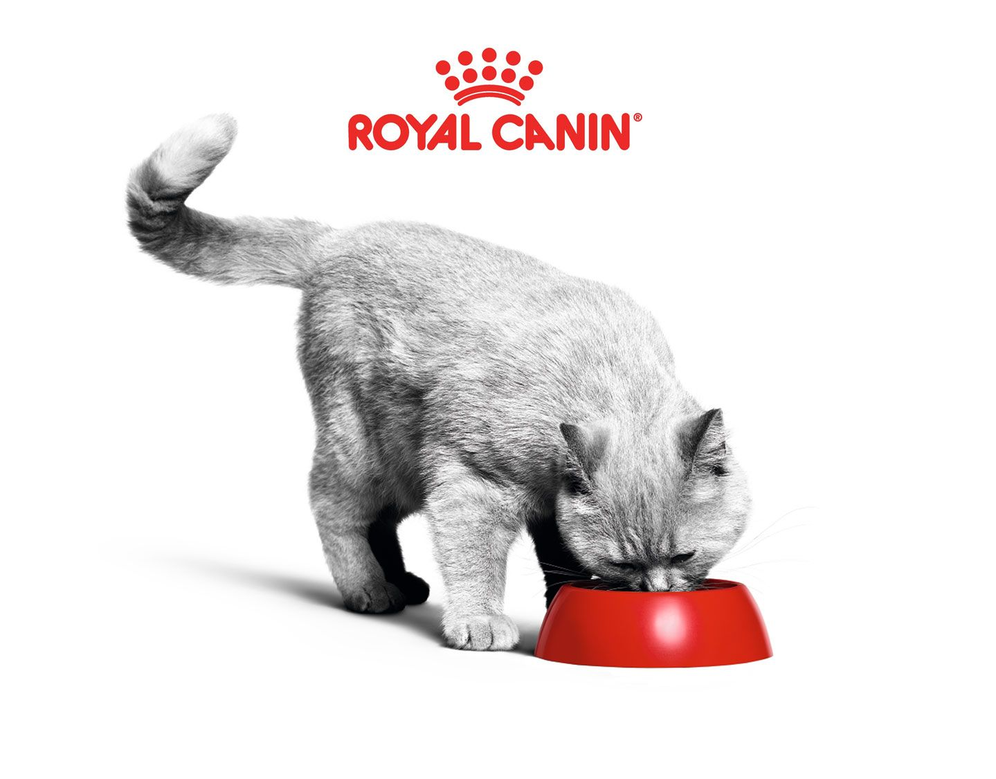 Kitten & Puppy eating in a Royal Canin bowl