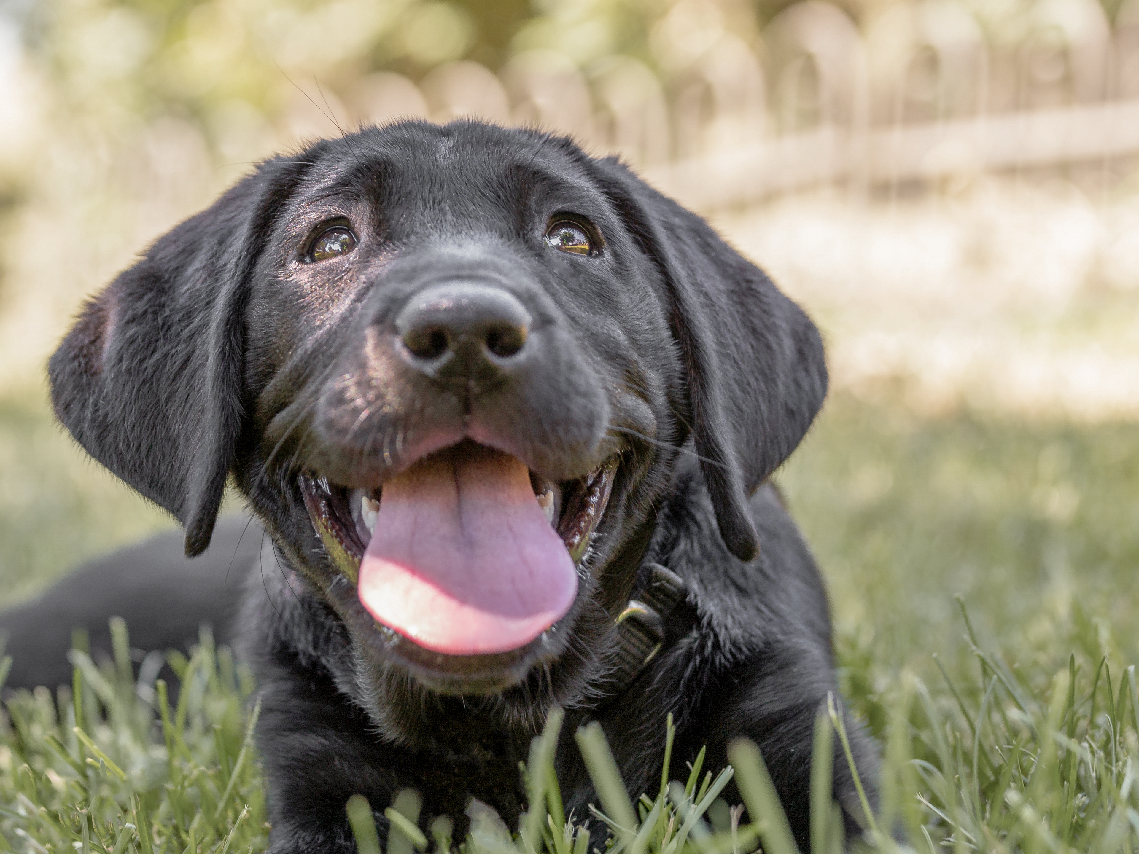 Black Labrador Retriever puppy lying down outside in the grass