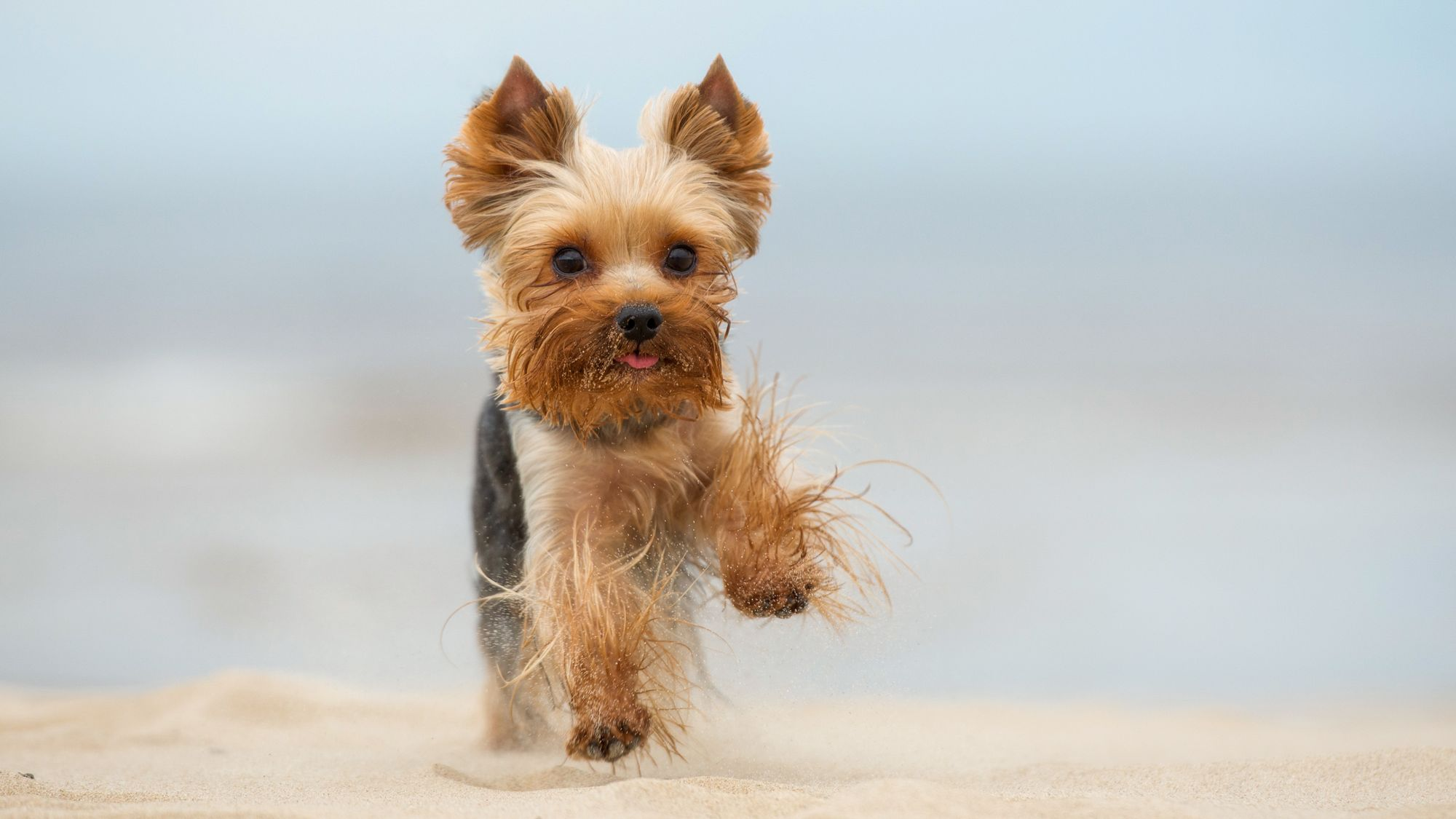 Yorkshire Terrier running on a beach