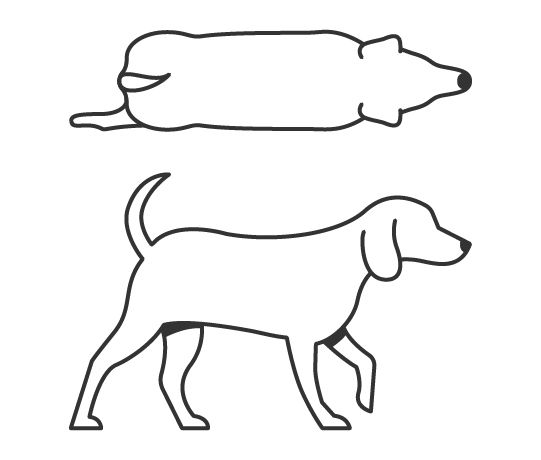 Dog body condition score 7