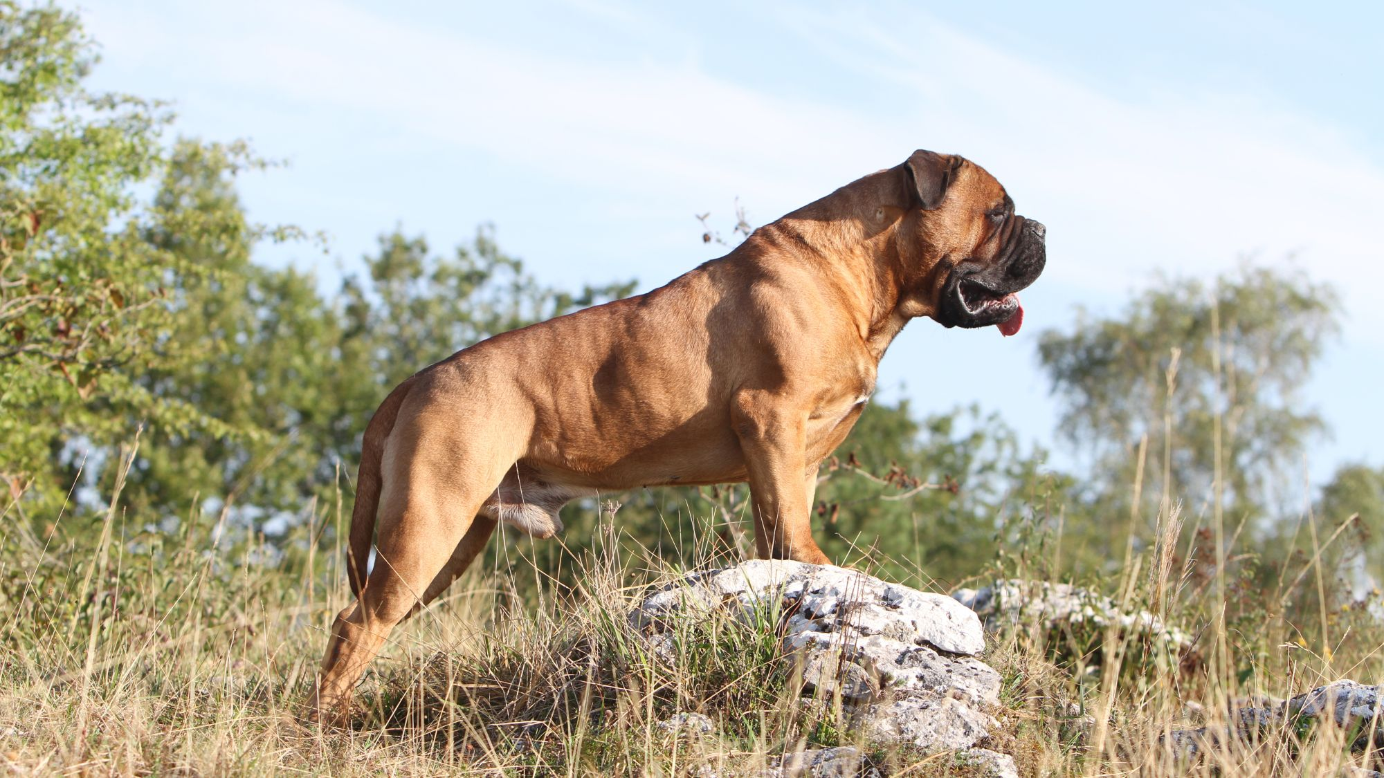 Side view of a Bullmastiff standing on a rock