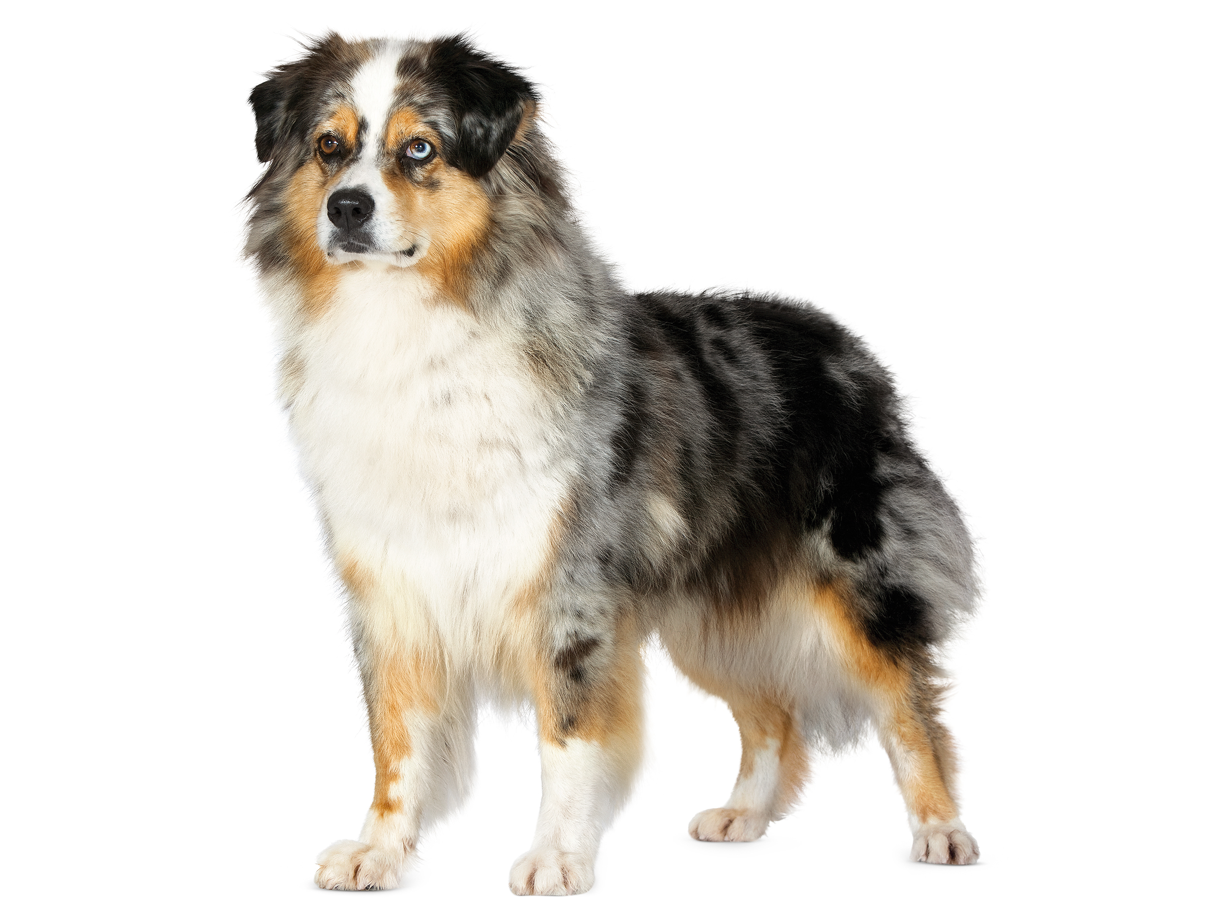 Australian Shepherd adult standing