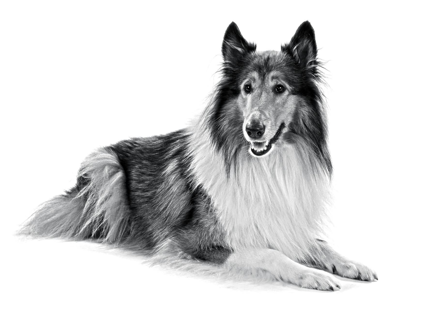 rough-collie-bw