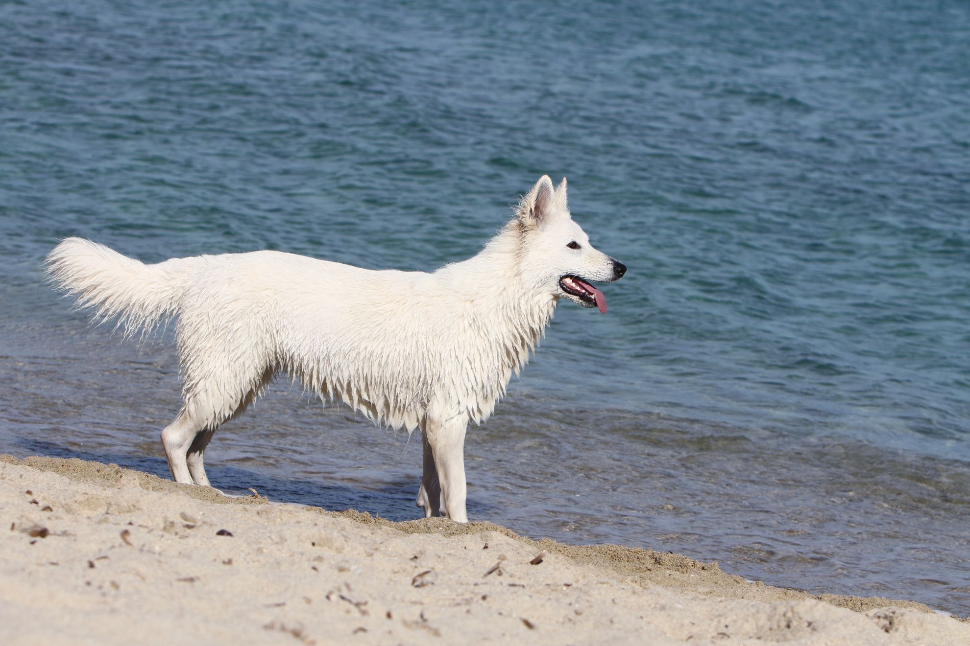 White Swiss Shepherd Dog standing on edge of water