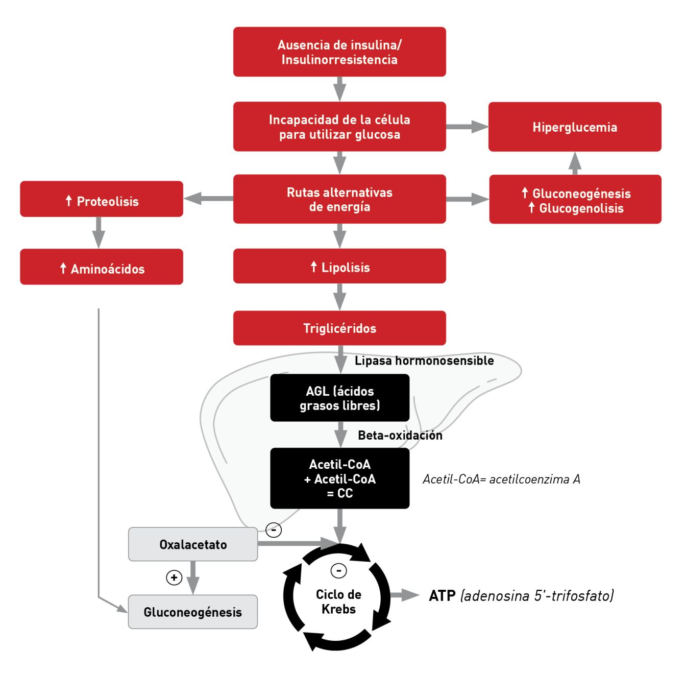 Rutas metabólicas implicadas en la CAD 