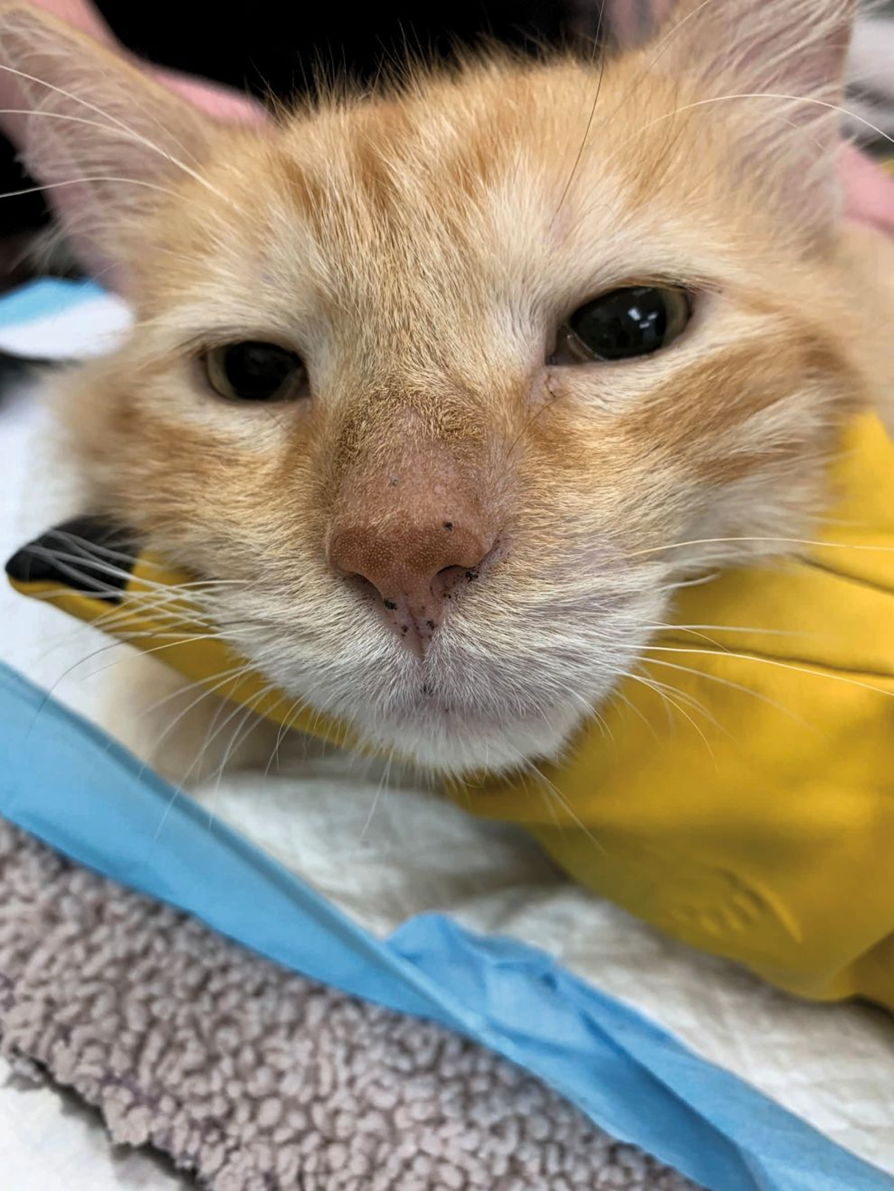 A 5-year-old male neuter DSH cat with small lentigines on the nasal planum, nasal philtrum, and lip margins. The lesions are flat without any erythema or erosion.