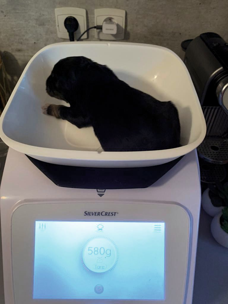 Dealing with the sick newborn puppy Vet Focus