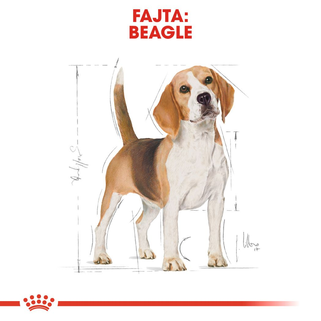 Beagle Adult