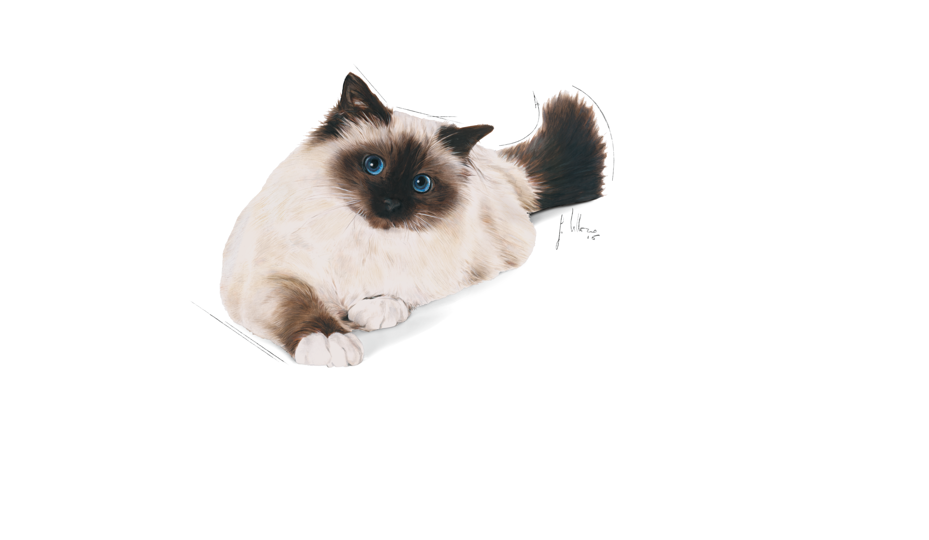 royal canin himalayan