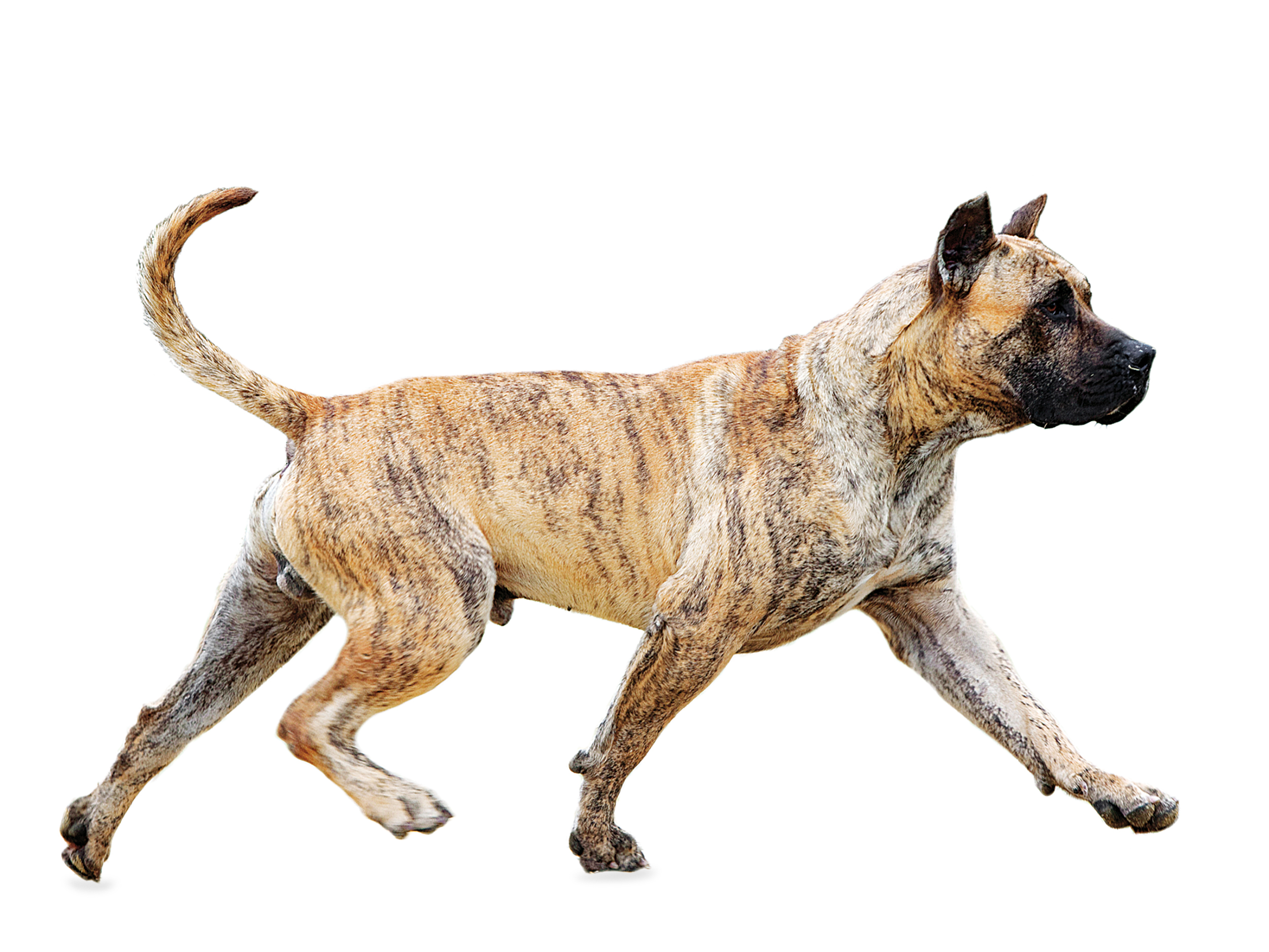 Presa Canario adult black and white
